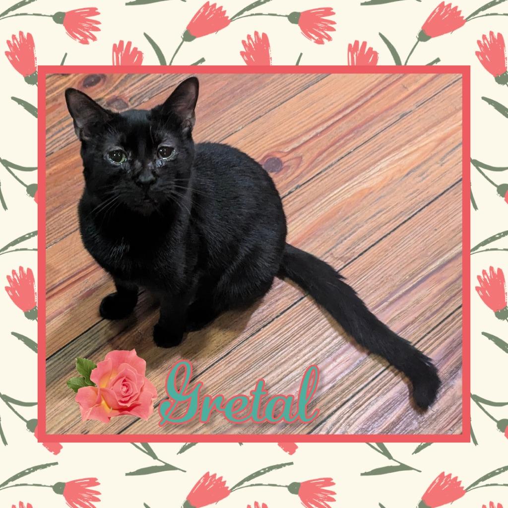 Enlarge Gretel, a Adoptable mixed breed in Grovetown, GA image 1/1