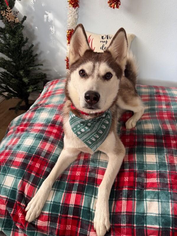 Midnight Dreamboat — thumbnail 2