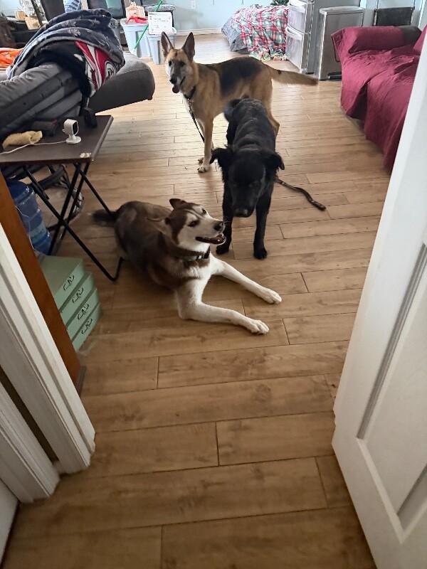 Midnight Dreamboat — thumbnail 3