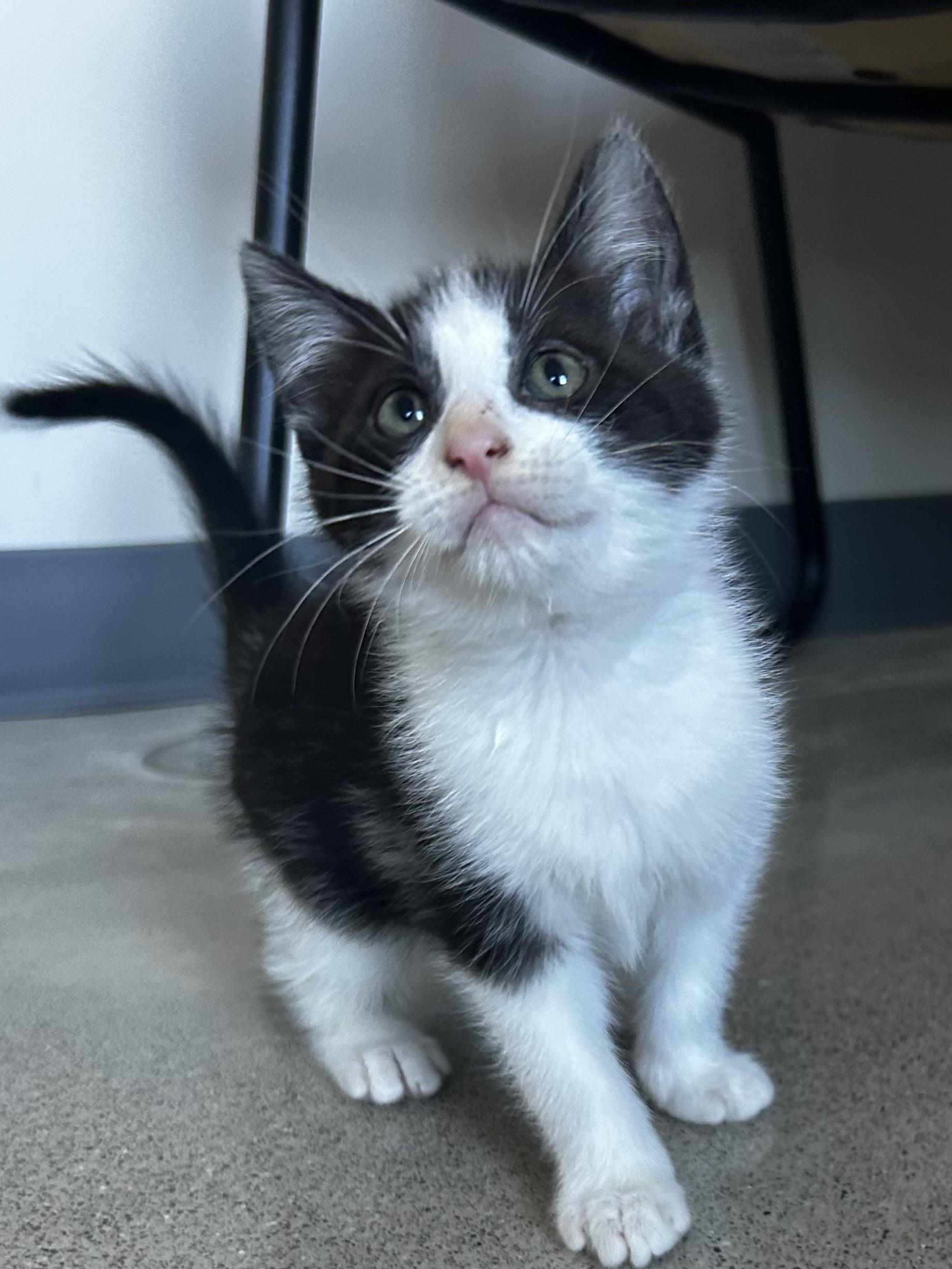 Enlarge Haze, a Adoptable Tuxedo in Sandusky, MI image 1/1