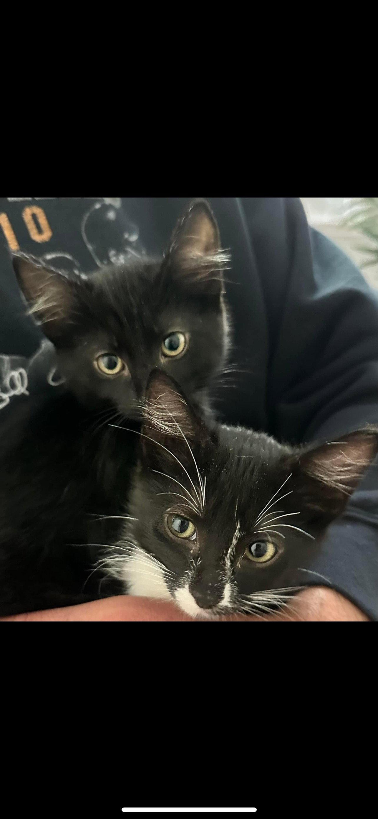 CHASE AND MITTENS, Adopted, Kitten Male Domestic Medium Hair.