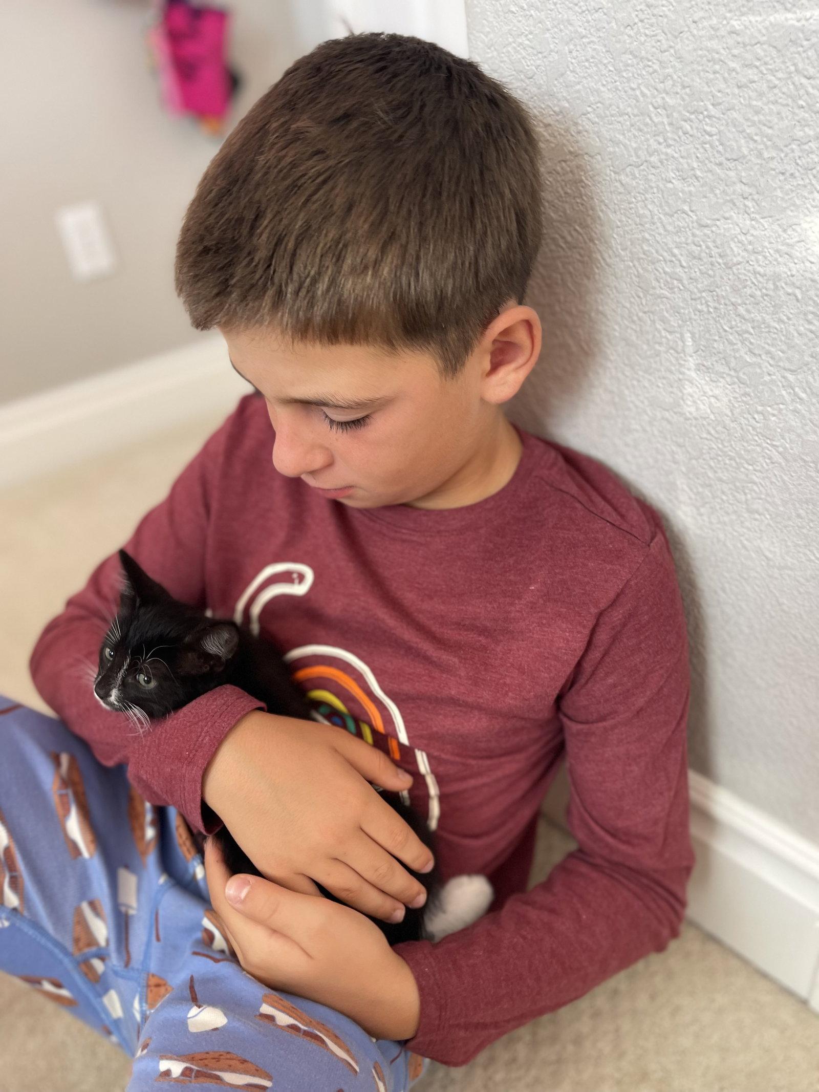 Enlarge CHASE AND MITTENS, a Adopted Domestic Medium Hair in Walnut Creek, CA image 2/3