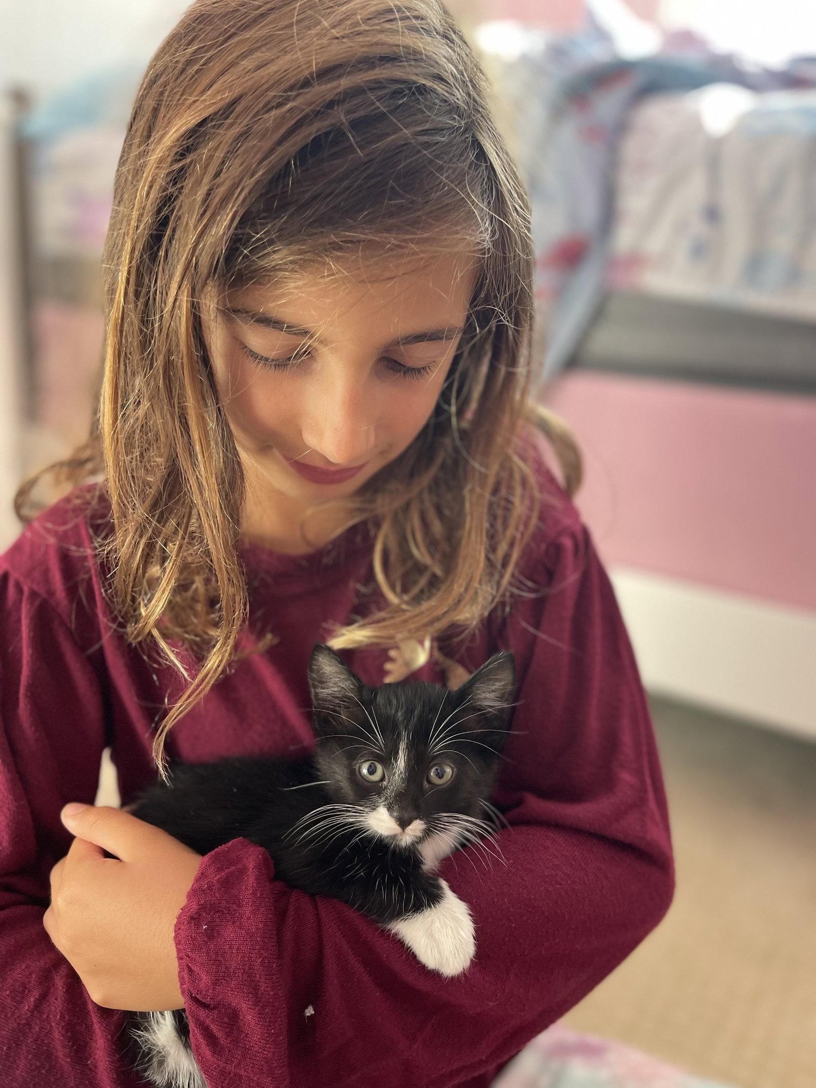 Enlarge CHASE AND MITTENS, a Adopted Domestic Medium Hair in Walnut Creek, CA image 3/3