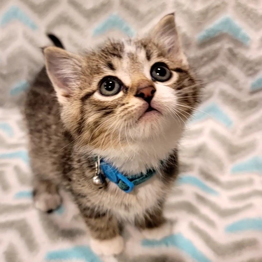 Sid, Adopted, Kitten Male Domestic Short Hair.