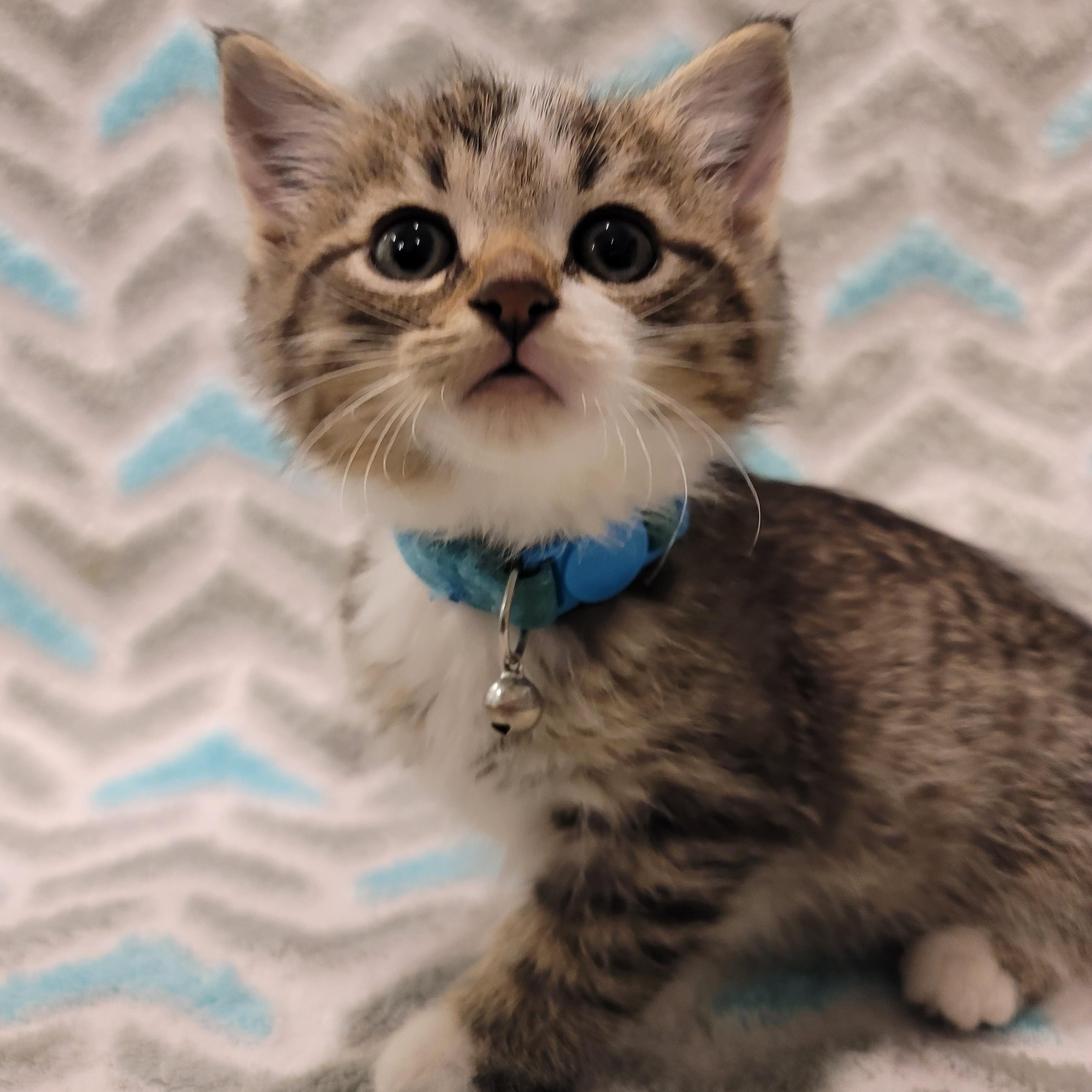 Sid, a Adopted Domestic Short Hair in Saint Paul, MN image 2/2