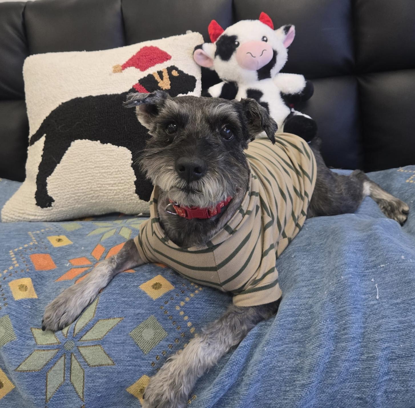 Enlarge Ford, a ADOPTABLE mixed breed in Cypress, TX image 1/4