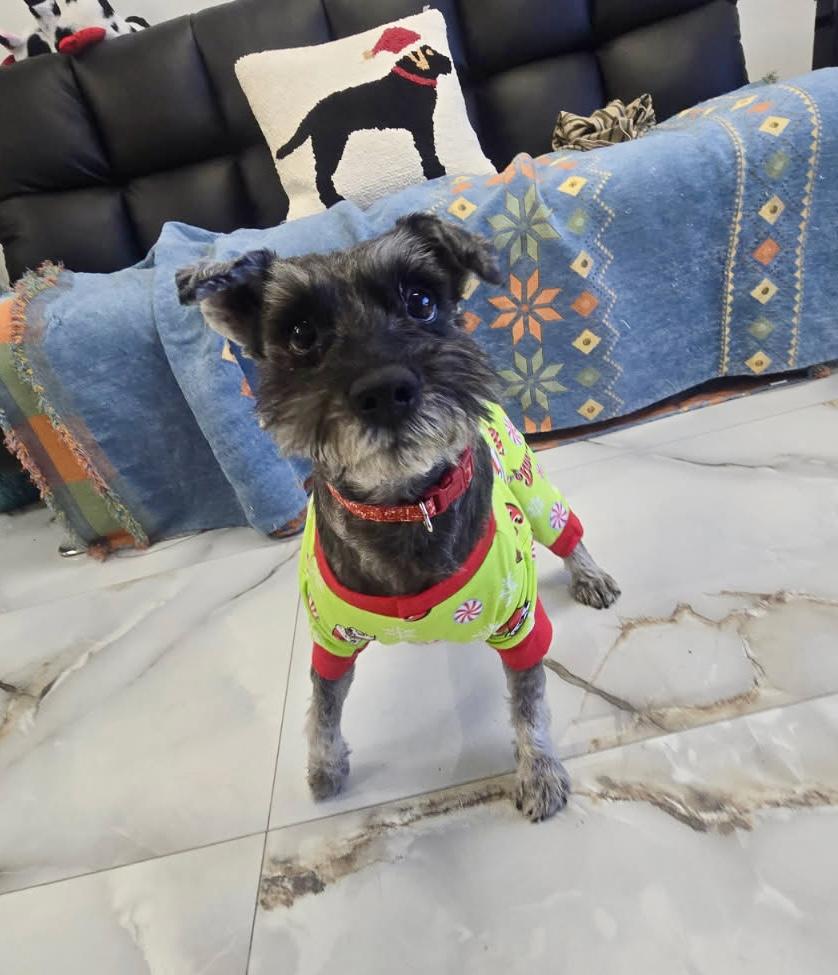 Enlarge Ford, a ADOPTABLE mixed breed in Cypress, TX image 2/4