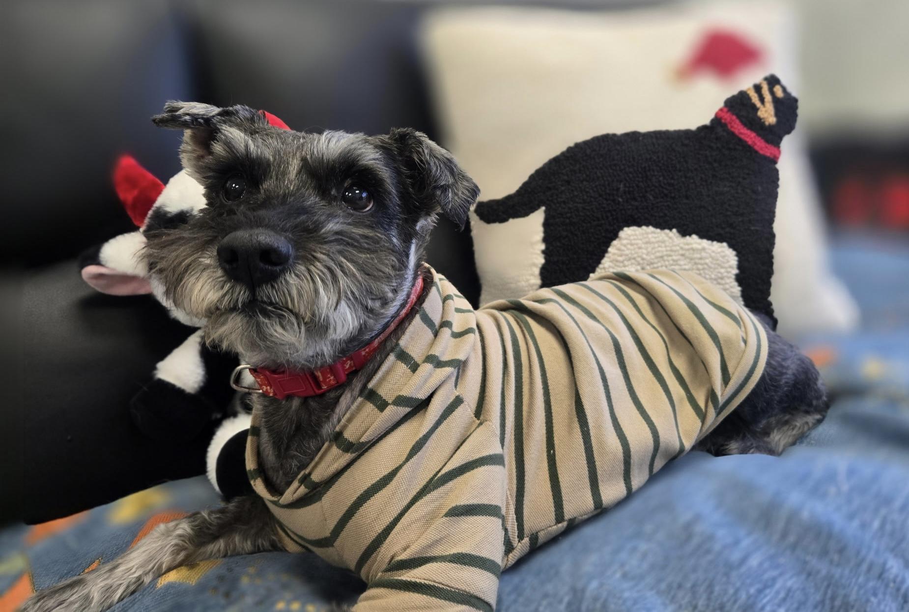 Enlarge Ford, a ADOPTABLE mixed breed in Cypress, TX image 3/4