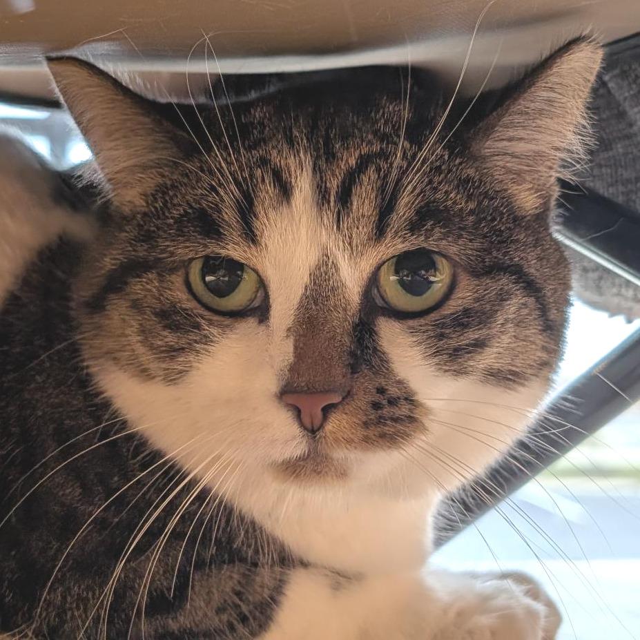 Enlarge Leia, a Adoptable Domestic Short Hair in Washington Township, OH image 1/1