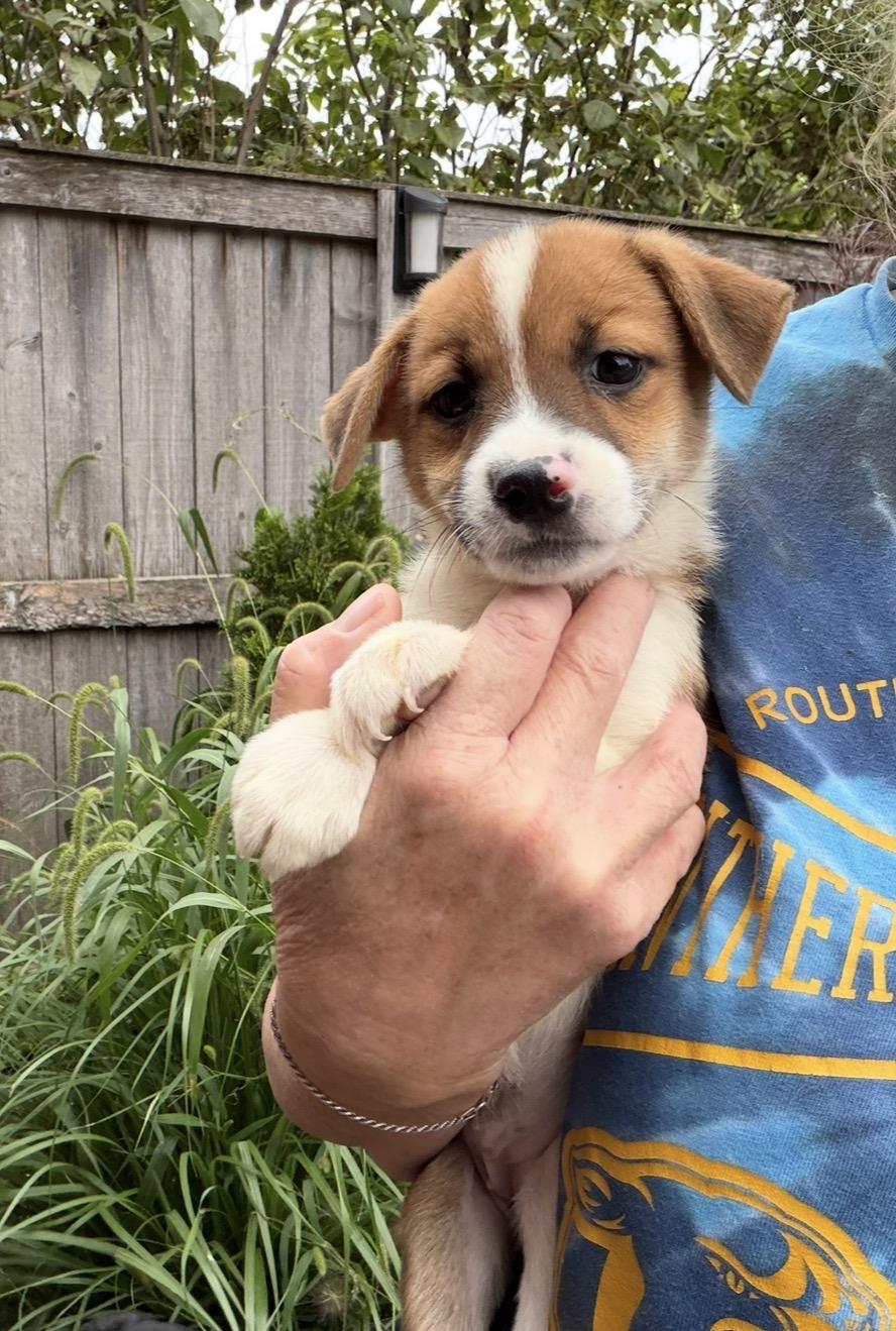 Enlarge Daffodil, a Adoptable mixed breed in Arlington Heights, IL image 2/5