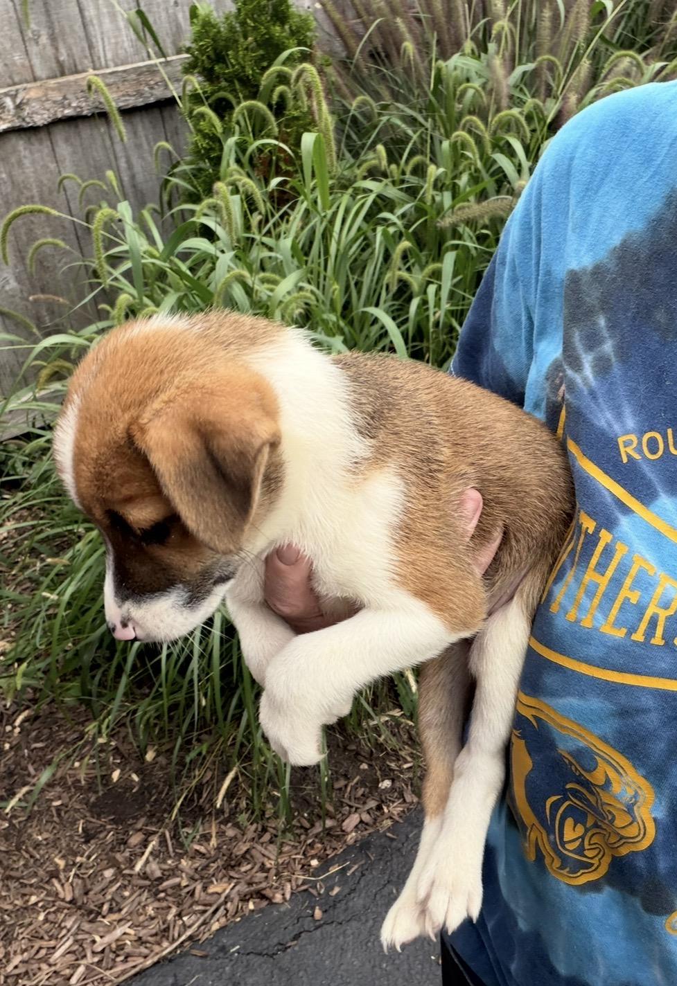 Enlarge Daffodil, a Adoptable mixed breed in Arlington Heights, IL image 4/5
