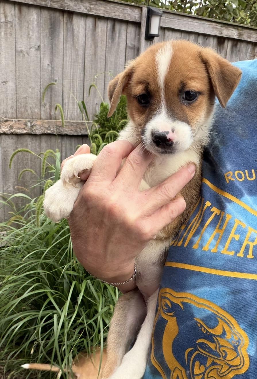 Enlarge Daffodil, a Adoptable mixed breed in Arlington Heights, IL image 5/5