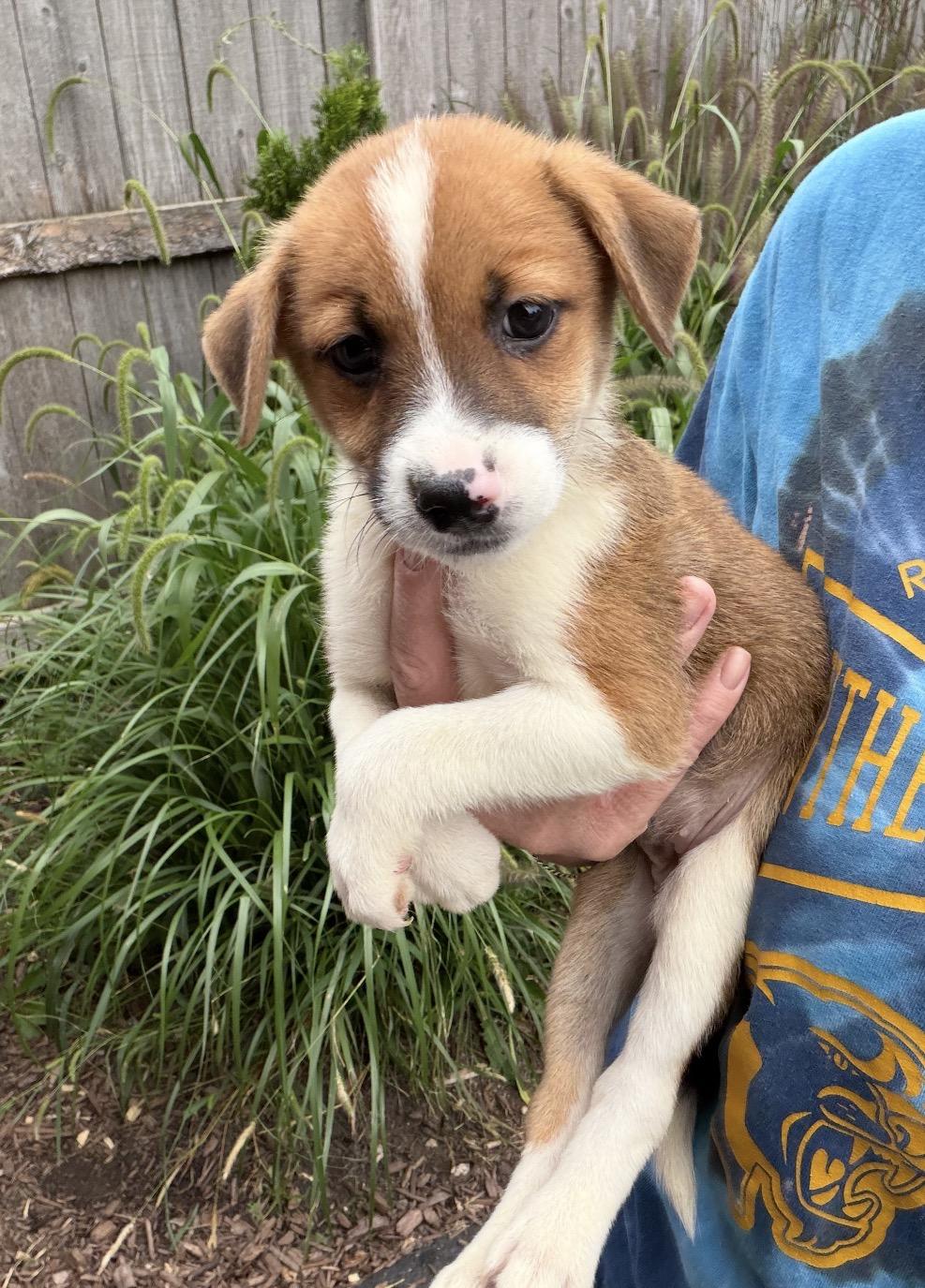 Daffodil, Adoptable, Puppy Female Beagle & Golden Retriever.