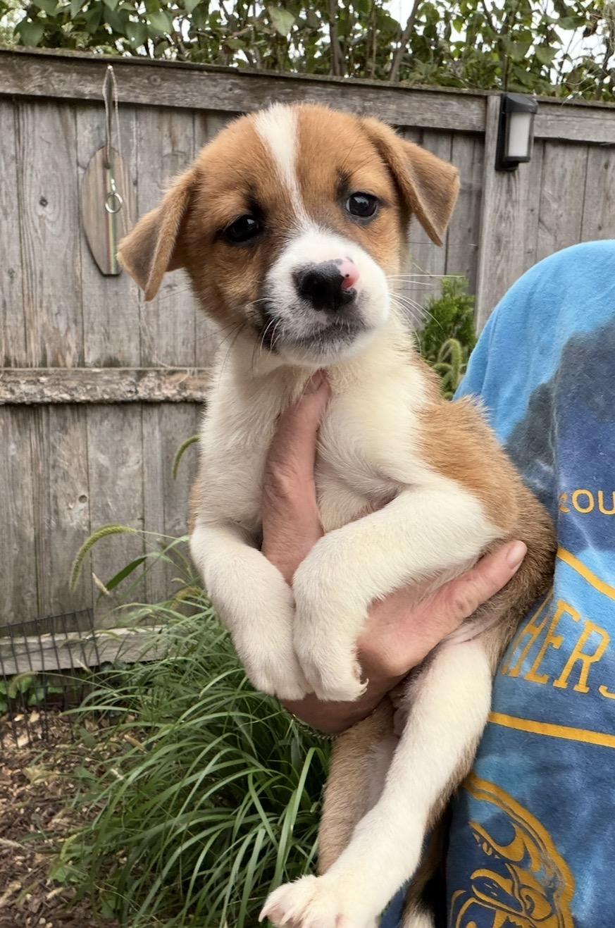 Enlarge Daffodil, a Adoptable mixed breed in Arlington Heights, IL image 3/5