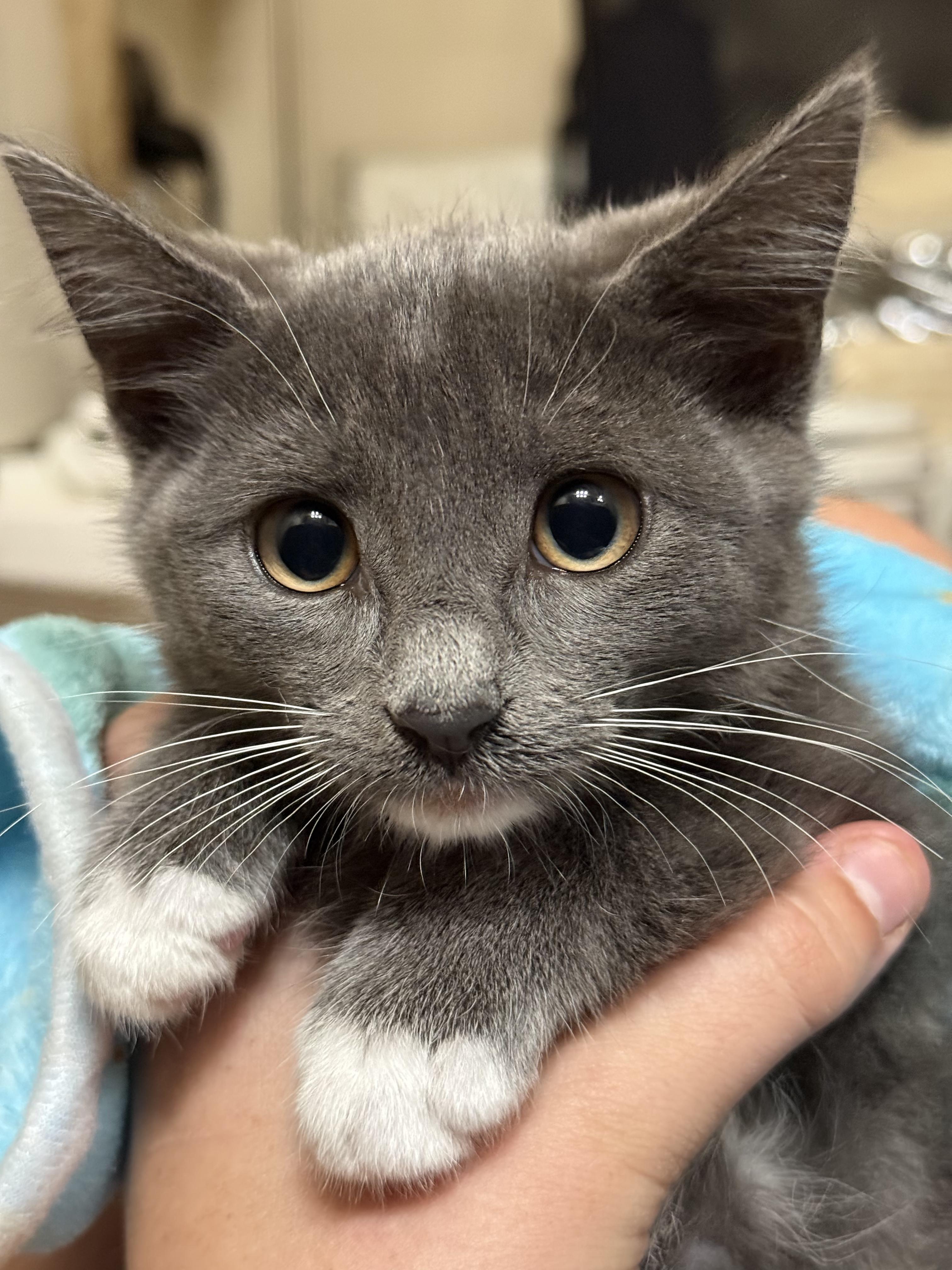 Tik, ADOPTABLE, Kitten Female Domestic Short Hair.