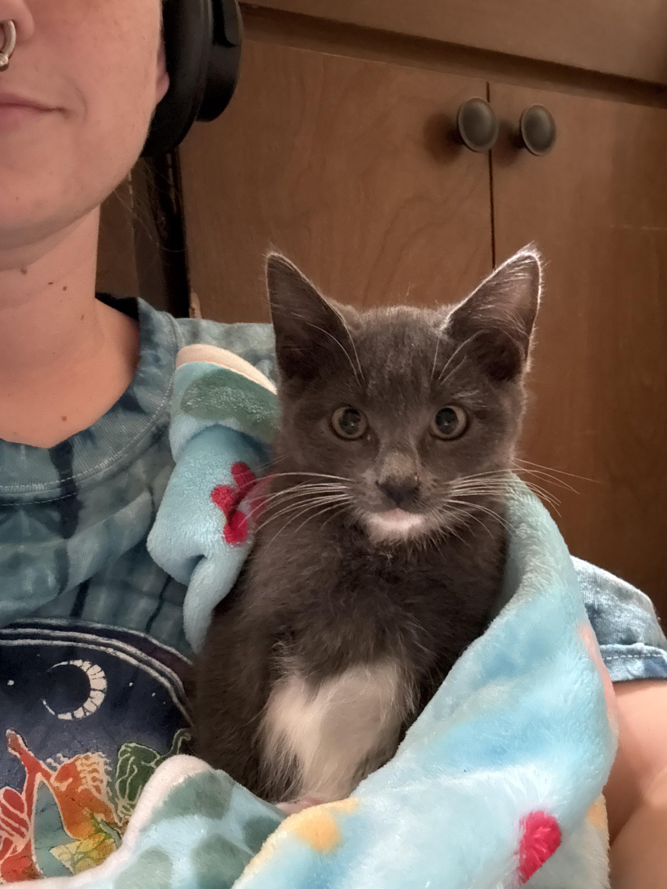 Tik, a ADOPTABLE Domestic Short Hair in Peoria, AZ image 2/4