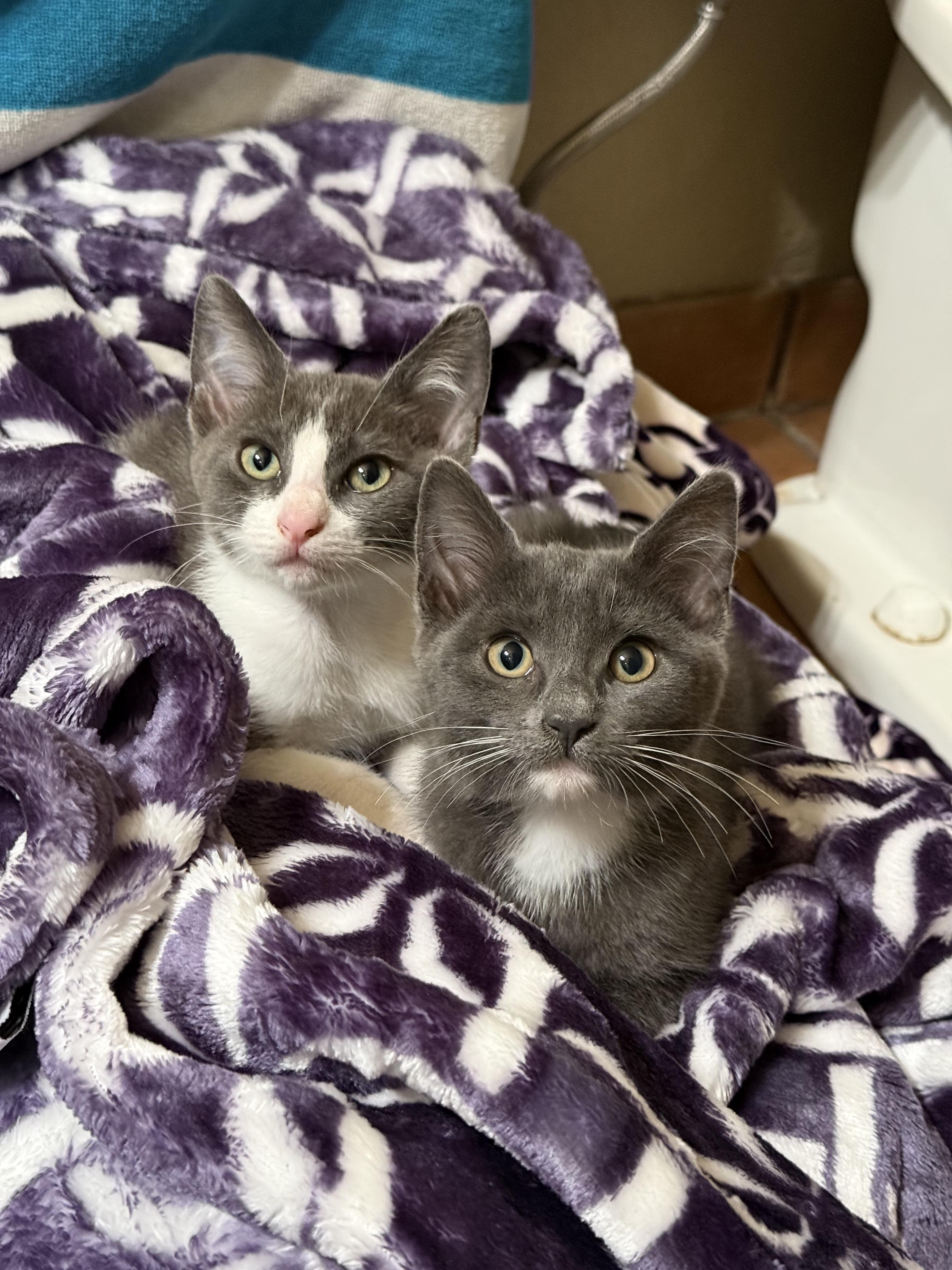 Tik, a ADOPTABLE Domestic Short Hair in Peoria, AZ image 4/4