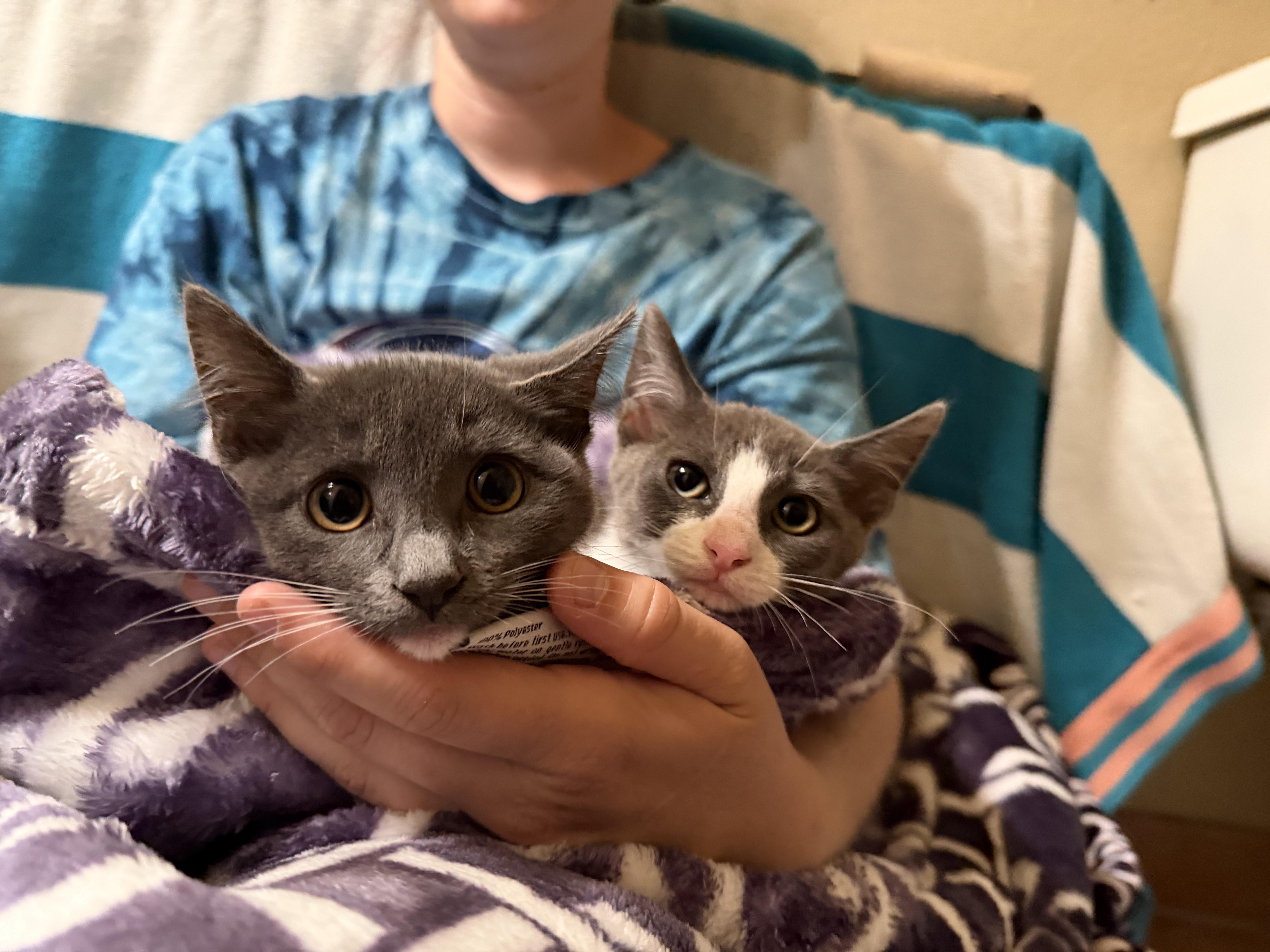 Tik, a ADOPTABLE Domestic Short Hair in Peoria, AZ image 3/4