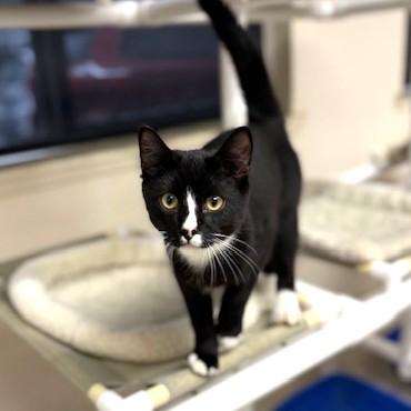 Enlarge Stevie, an adoptable mixed breed in Long Beach, WA image 2/4