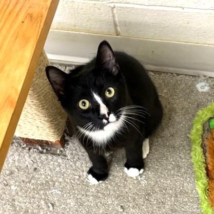 Enlarge Stevie, an adoptable mixed breed in Long Beach, WA image 1/4