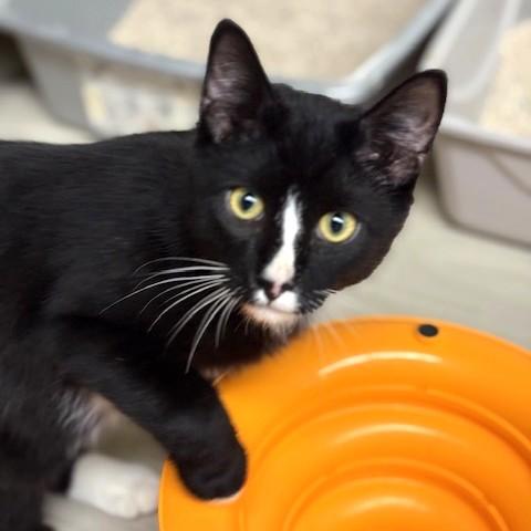 Enlarge Stevie, an adoptable mixed breed in Long Beach, WA image 3/4