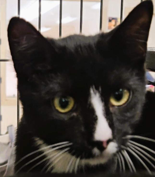 Stevie, an adoptable Domestic Short Hair in Long Beach, WA image 1/3