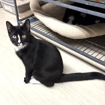 Enlarge Stevie, an adoptable mixed breed in Long Beach, WA image 4/4