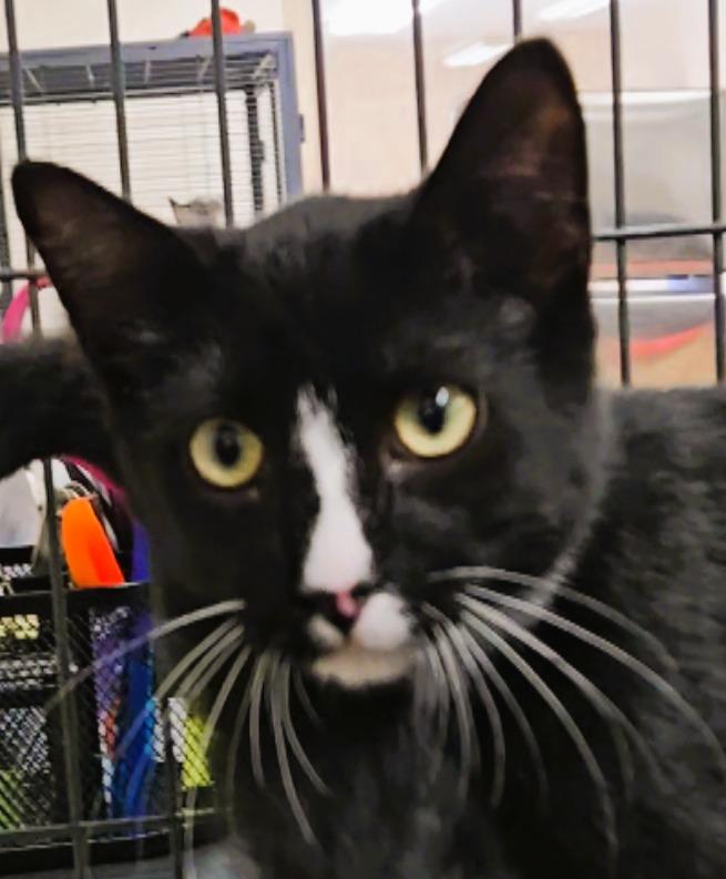 Stevie, an adoptable Domestic Short Hair in Long Beach, WA image 2/3