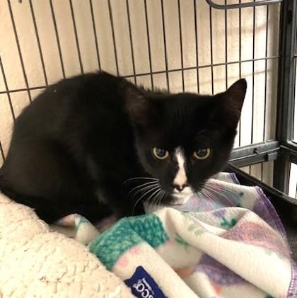 Stevie, an adoptable Domestic Short Hair in Long Beach, WA image 3/3