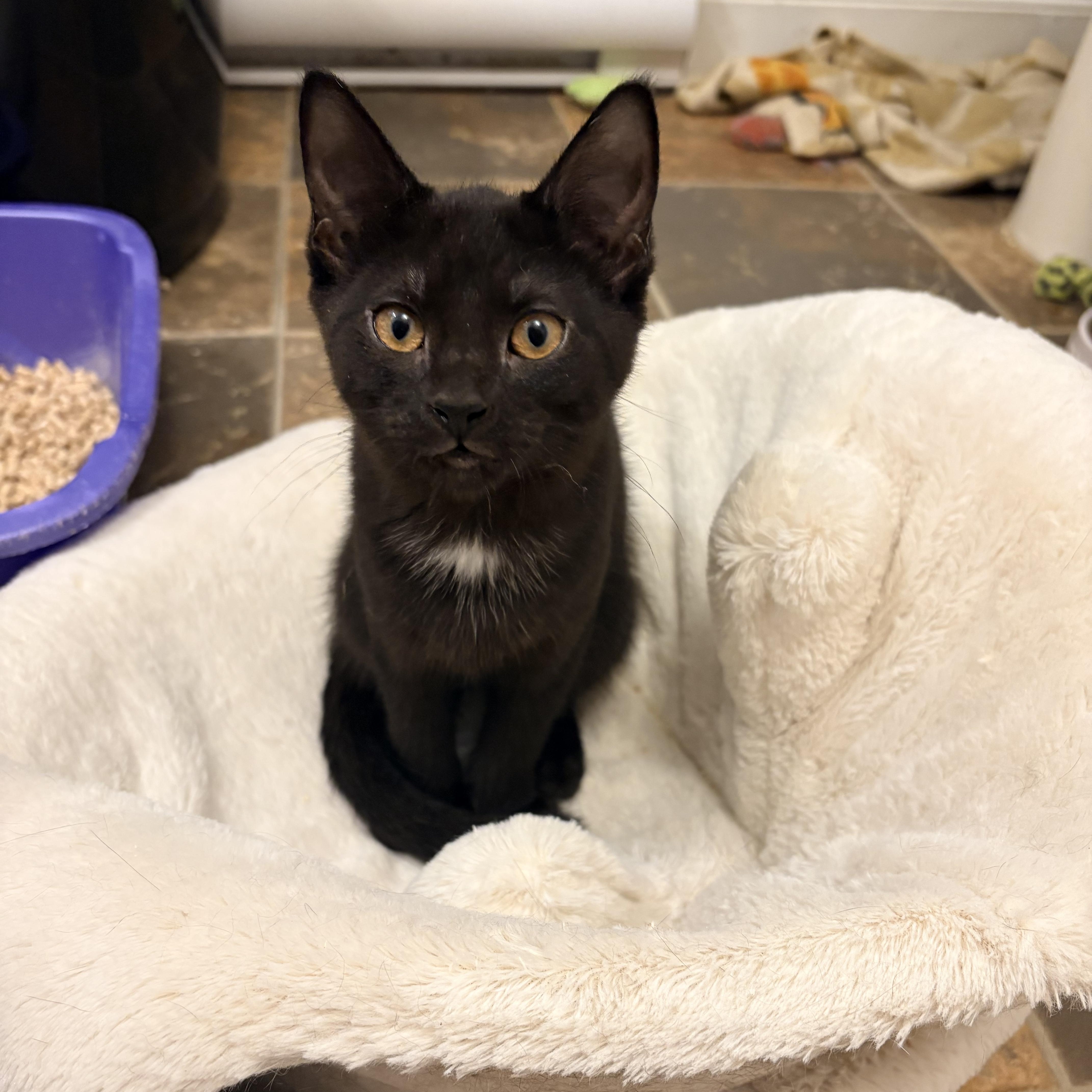 Robin, Adopted, Young Male Domestic Short Hair.