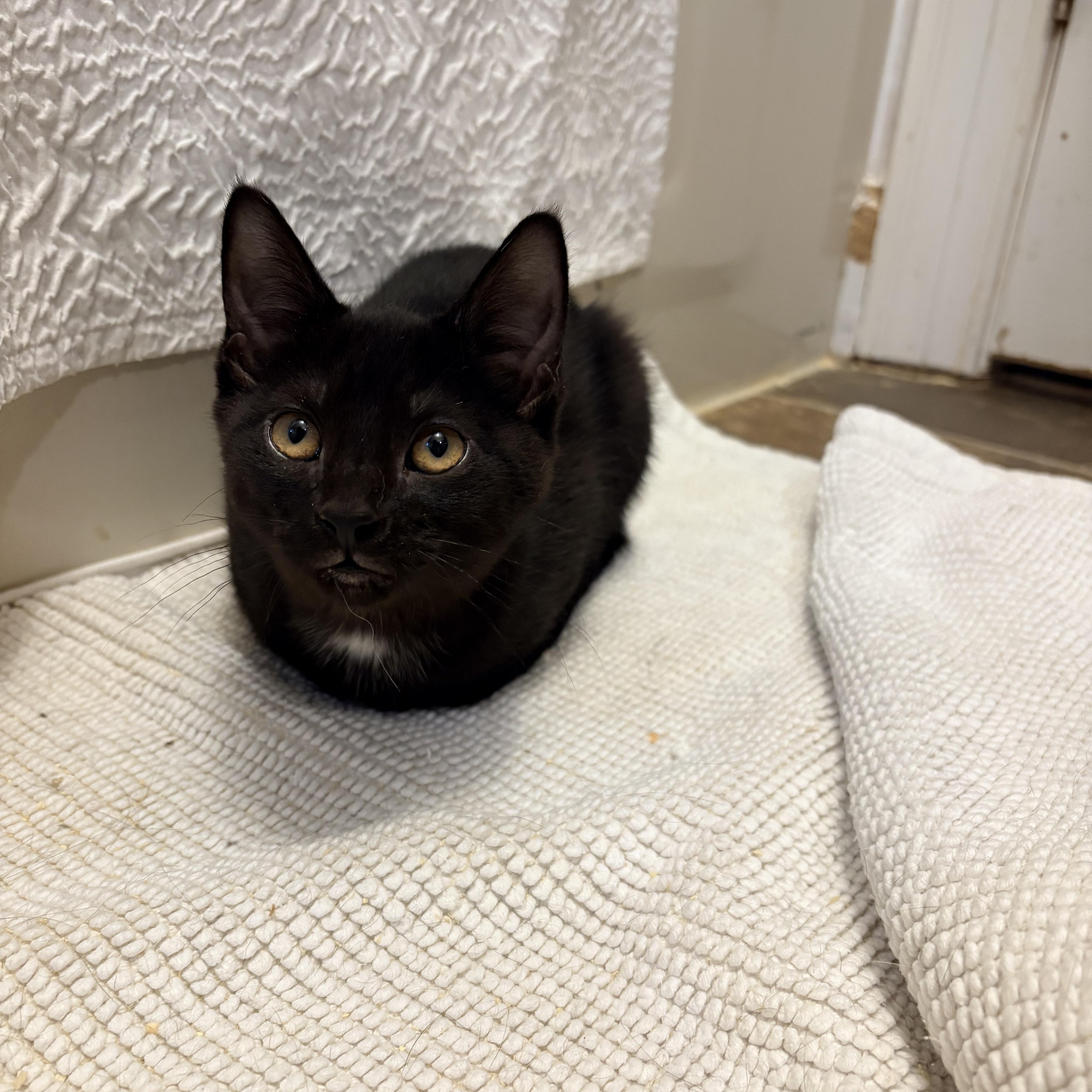 Enlarge Robin, a Adopted Domestic Short Hair in Fredericton, NB image 3/4