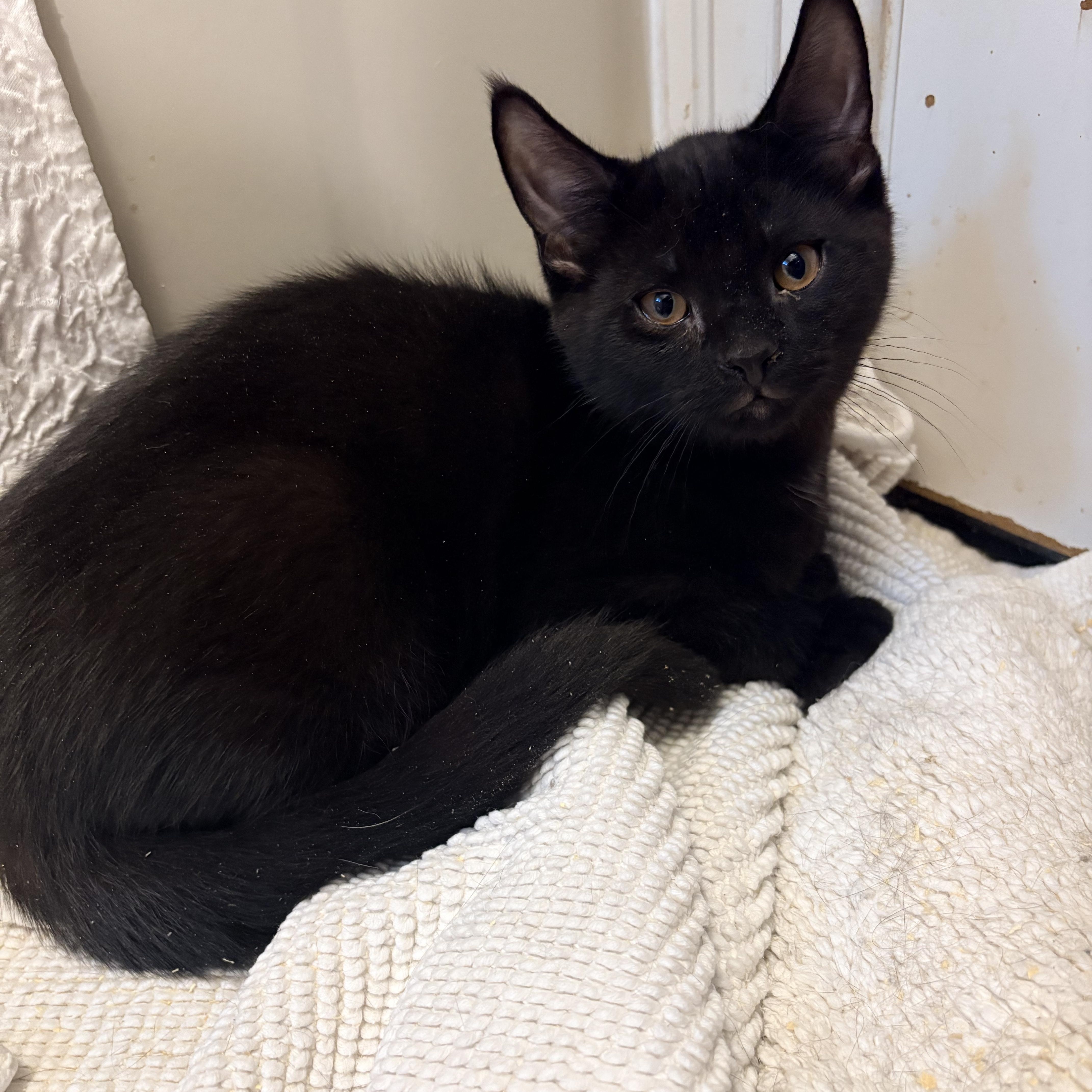 Enlarge Robin, a Adopted Domestic Short Hair in Fredericton, NB image 2/4