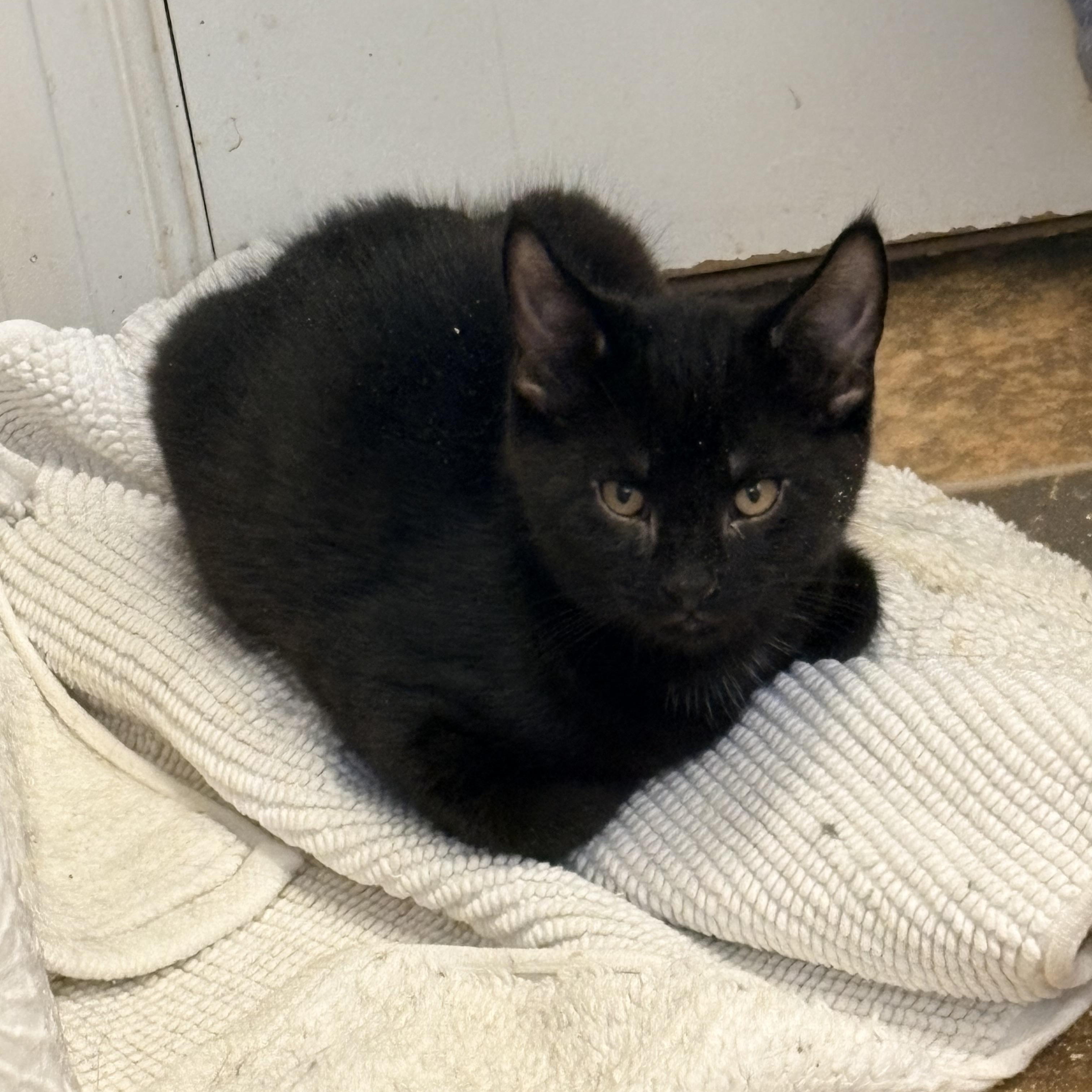Enlarge Robin, a Adopted Domestic Short Hair in Fredericton, NB image 4/4