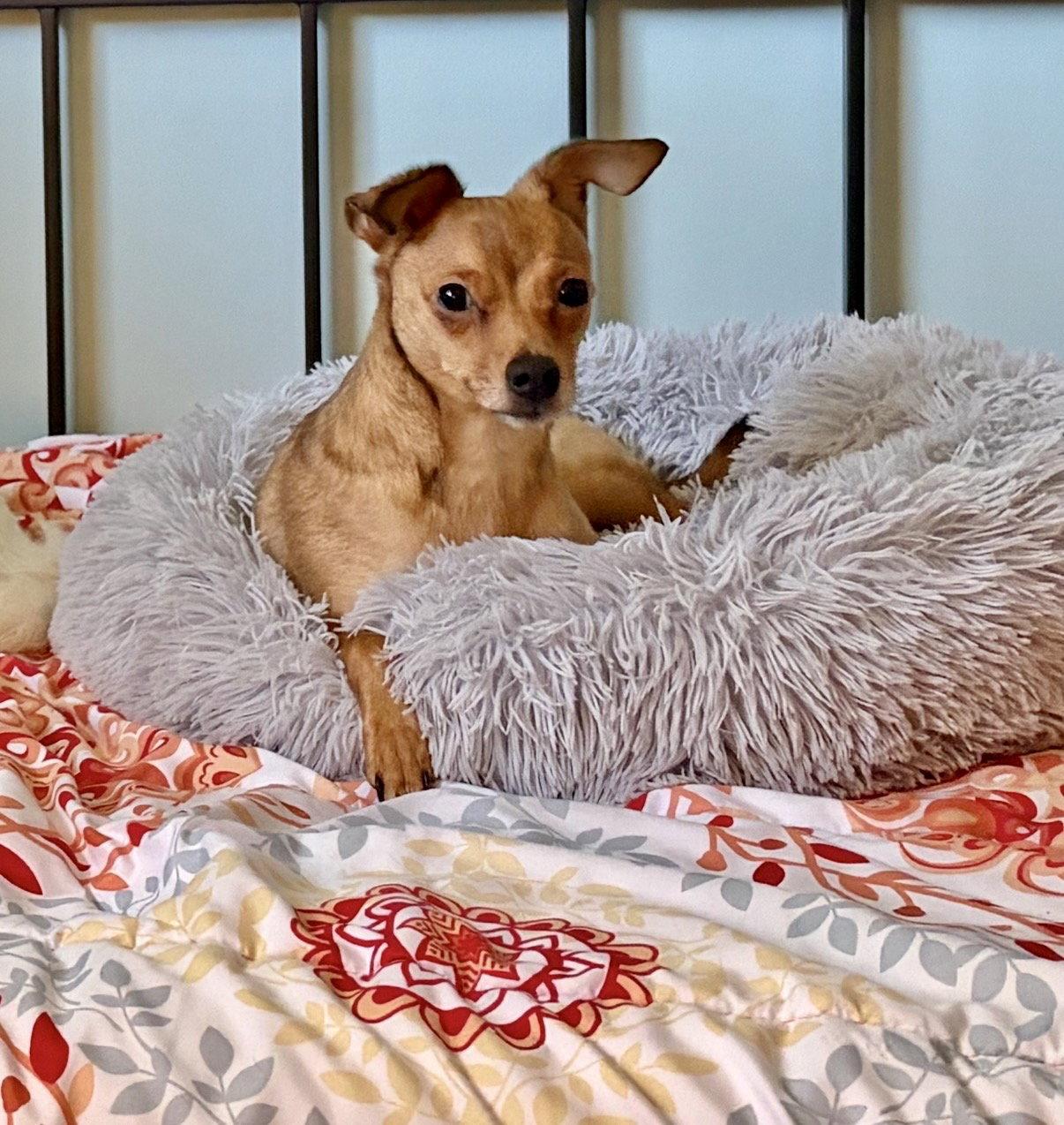 Enlarge Toffee, a Adoptable Chihuahua in Chester, NJ image 1/3