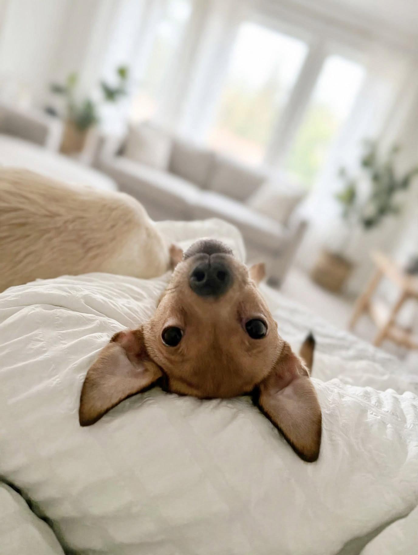 Enlarge Toffee, a Adoptable Chihuahua in Chester, NJ image 3/3