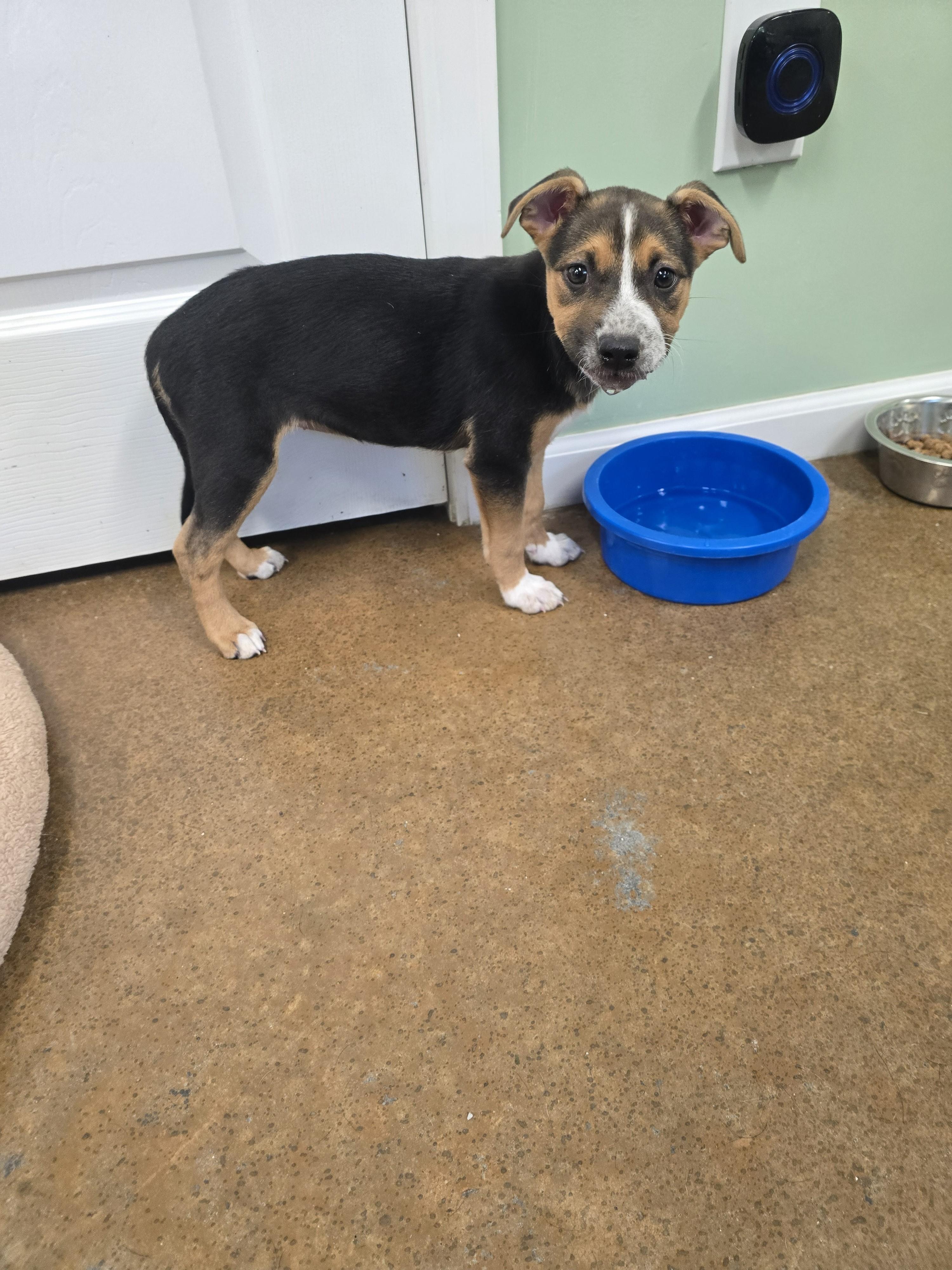 Jesse, adopted, Puppy Female Beagle.