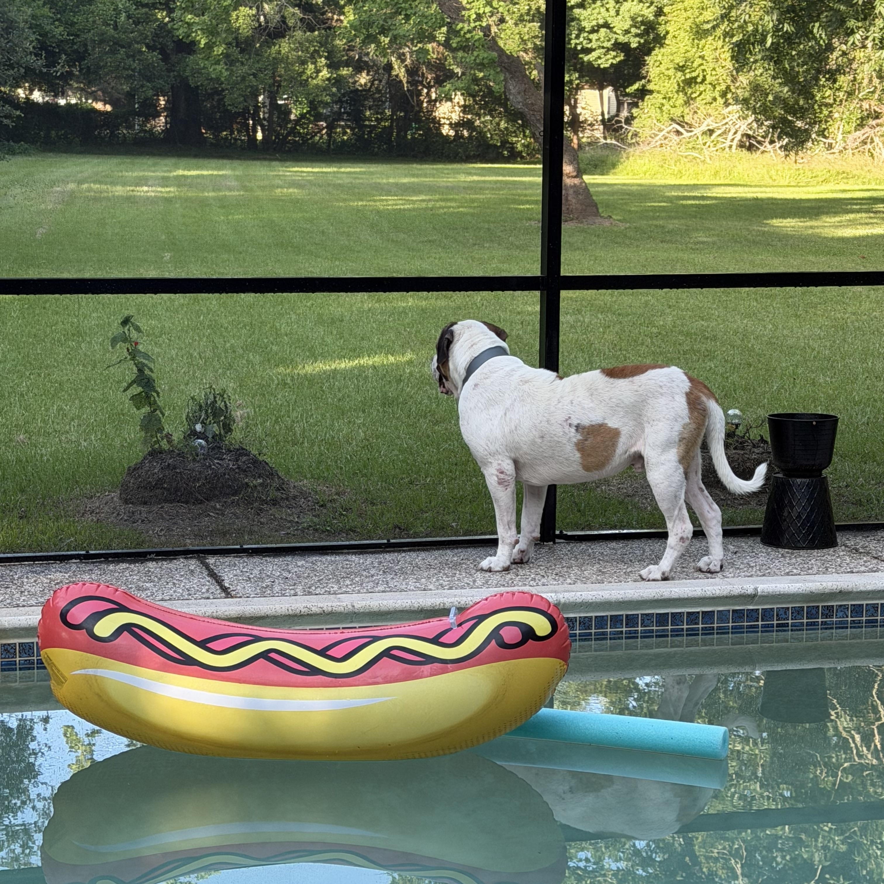 Cookie, a ADOPTABLE Saint Bernard in Magnolia, TX image 2/6