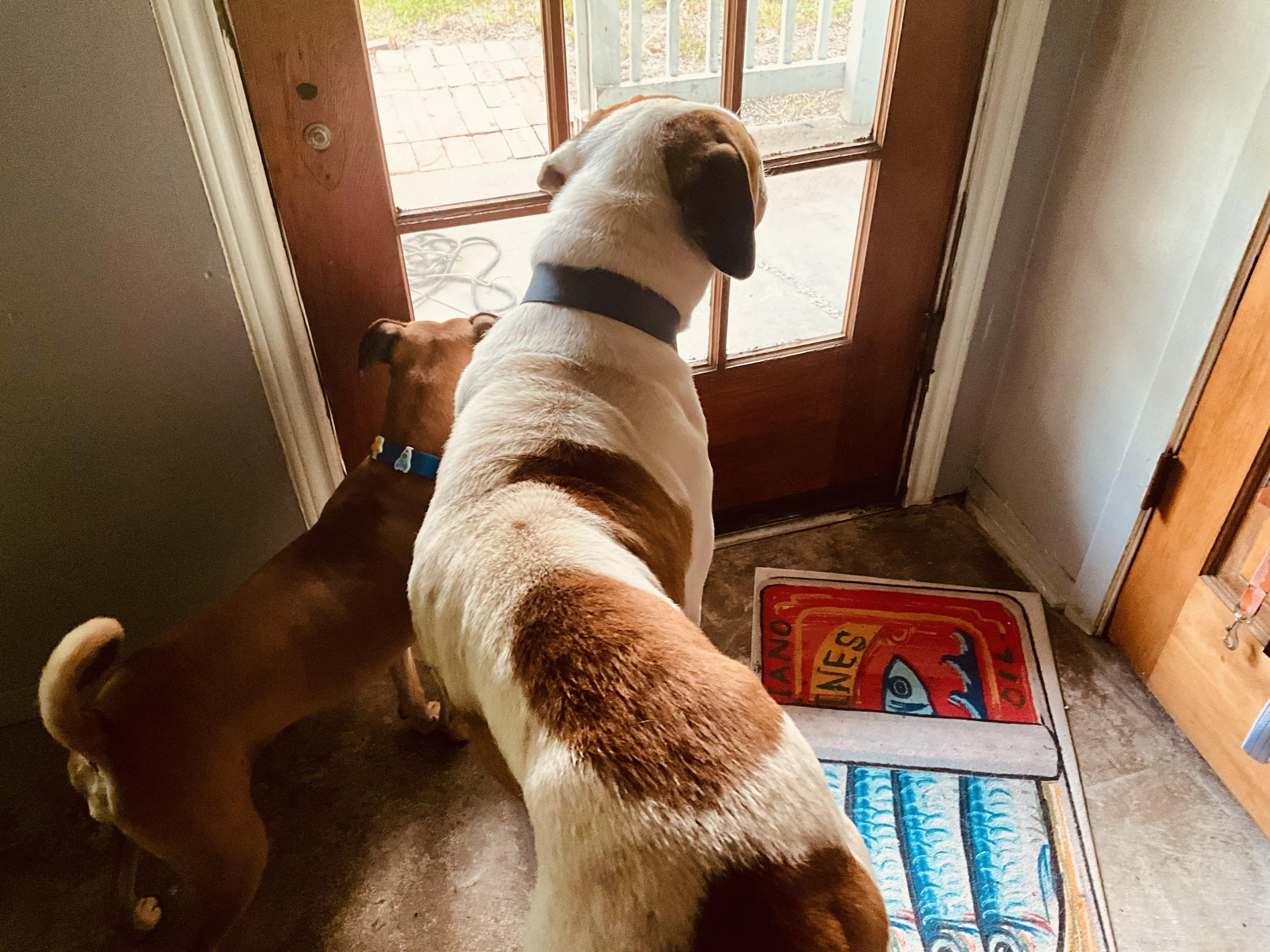 Cookie, a ADOPTABLE Saint Bernard in Magnolia, TX image 5/6