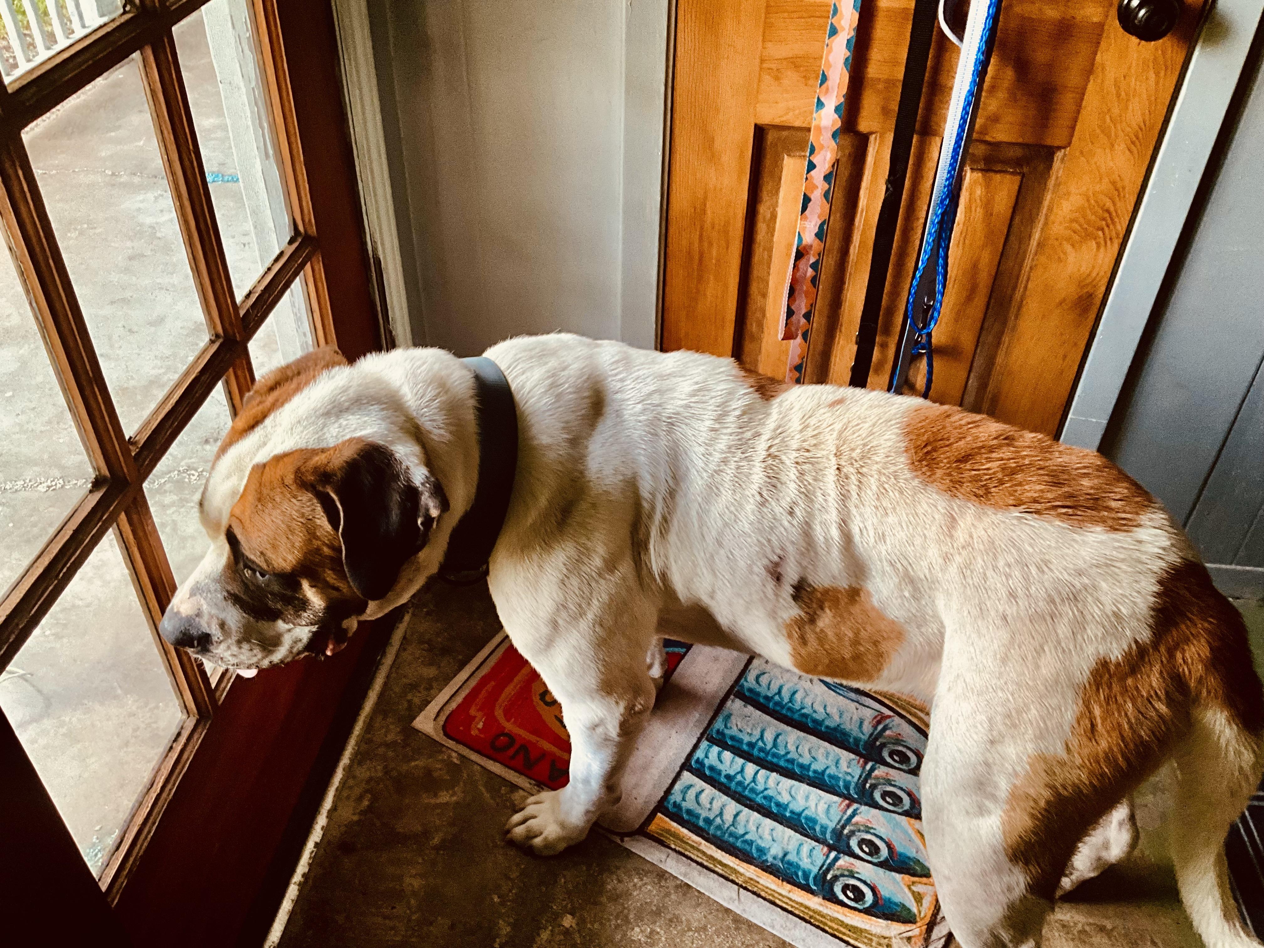 Cookie, a ADOPTABLE Saint Bernard in Magnolia, TX image 6/6