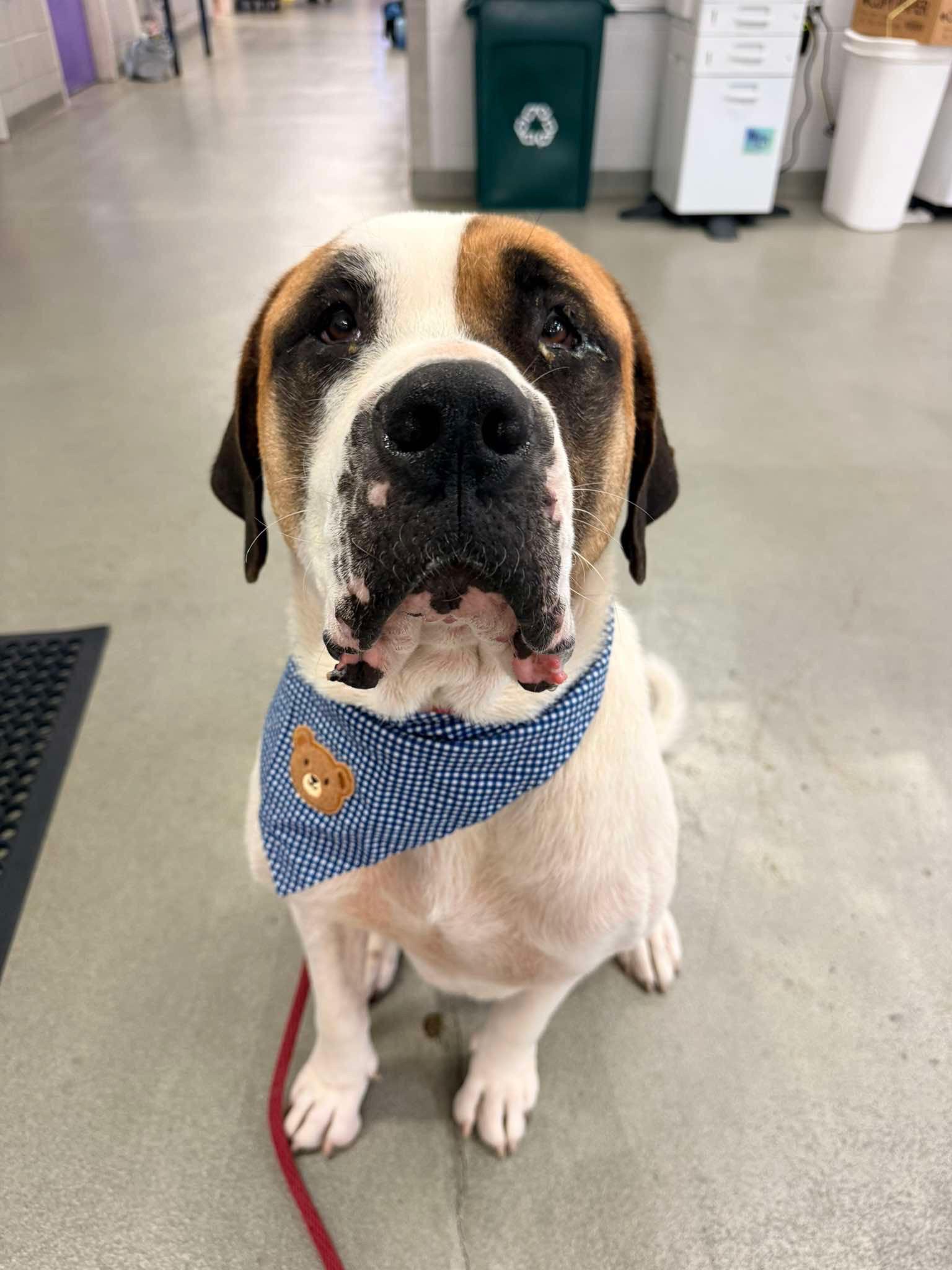Cookie, ADOPTABLE, Adult Male Saint Bernard.