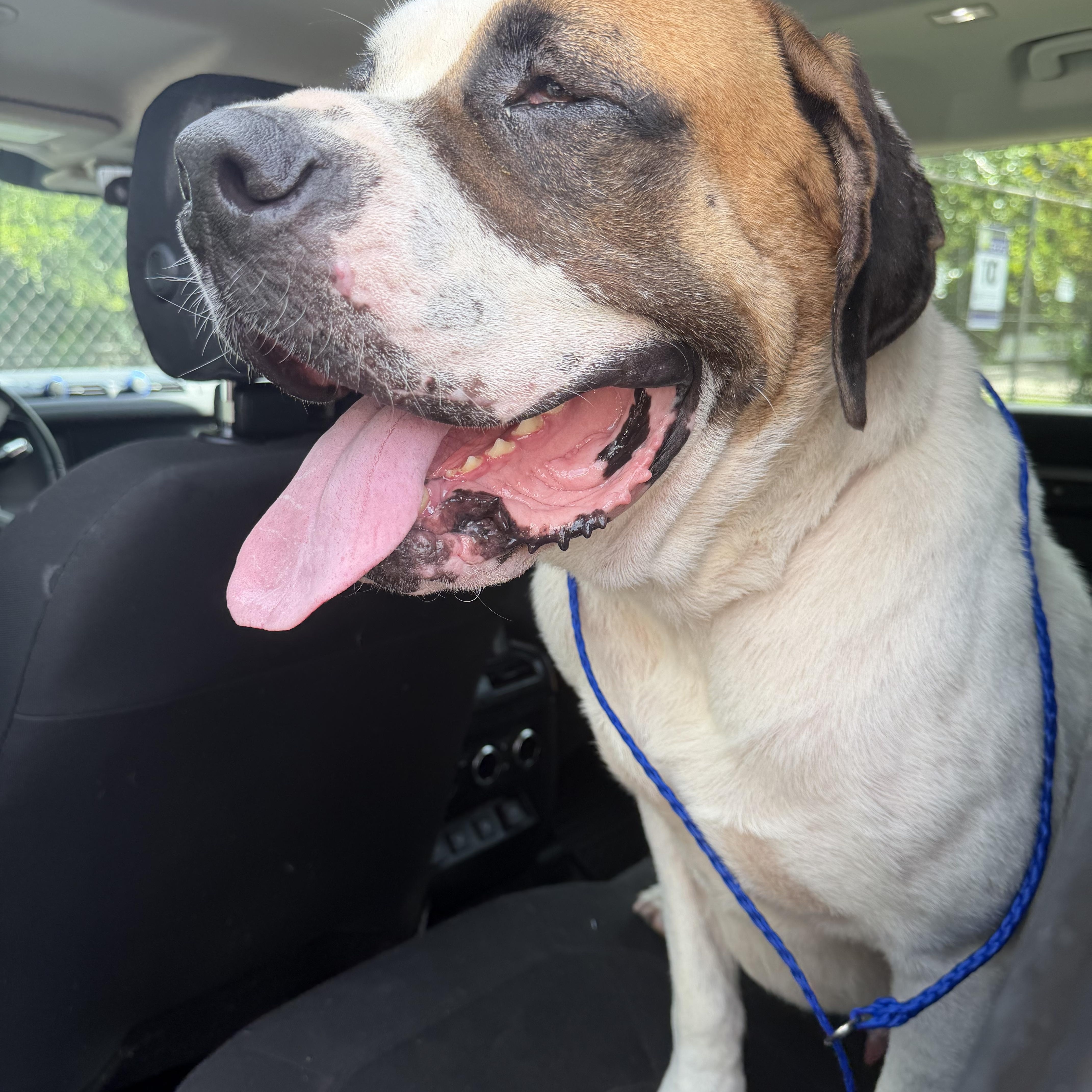 Cookie, a ADOPTABLE Saint Bernard in Magnolia, TX image 4/6