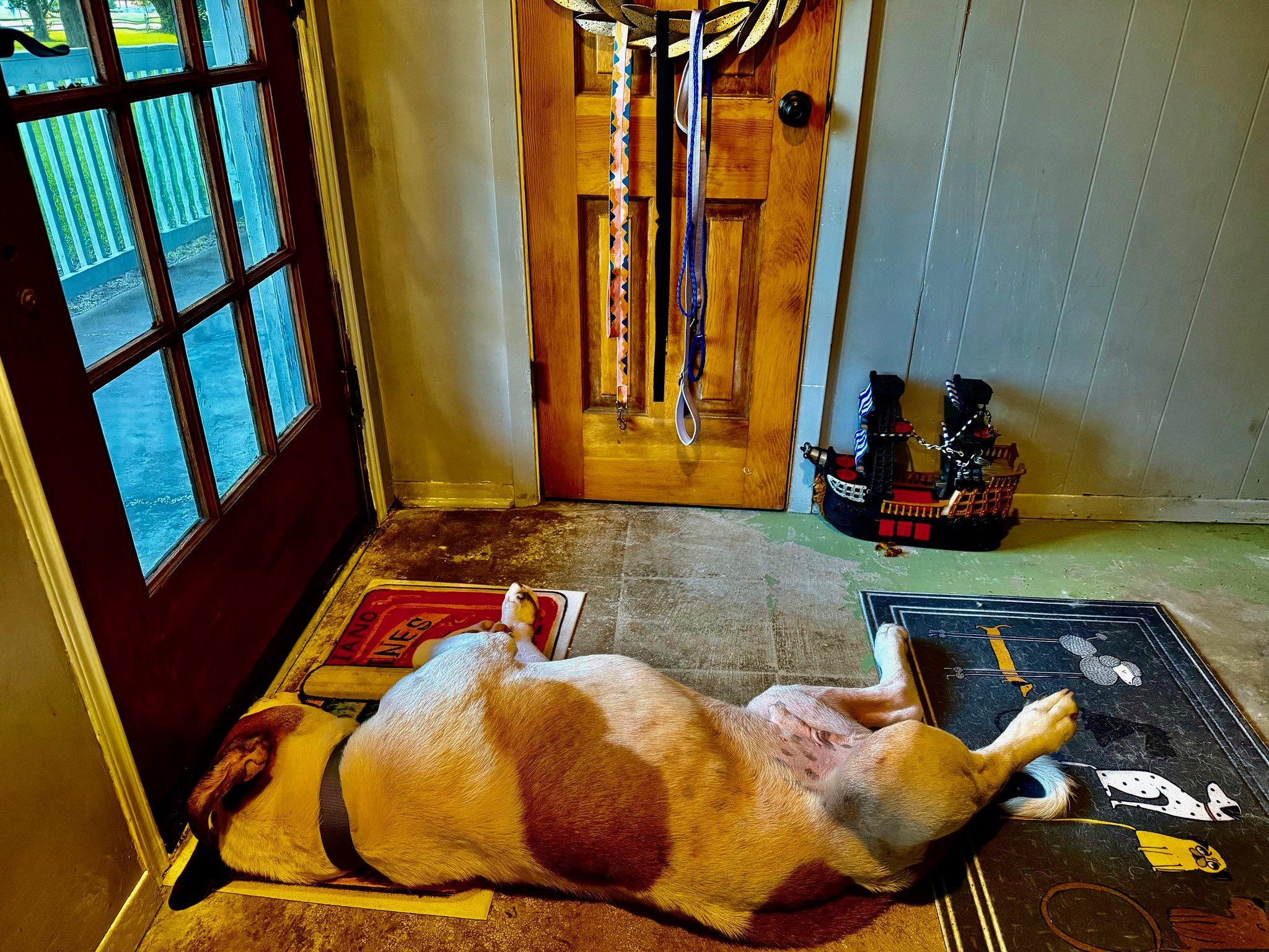 Cookie, a ADOPTABLE Saint Bernard in Magnolia, TX image 3/6