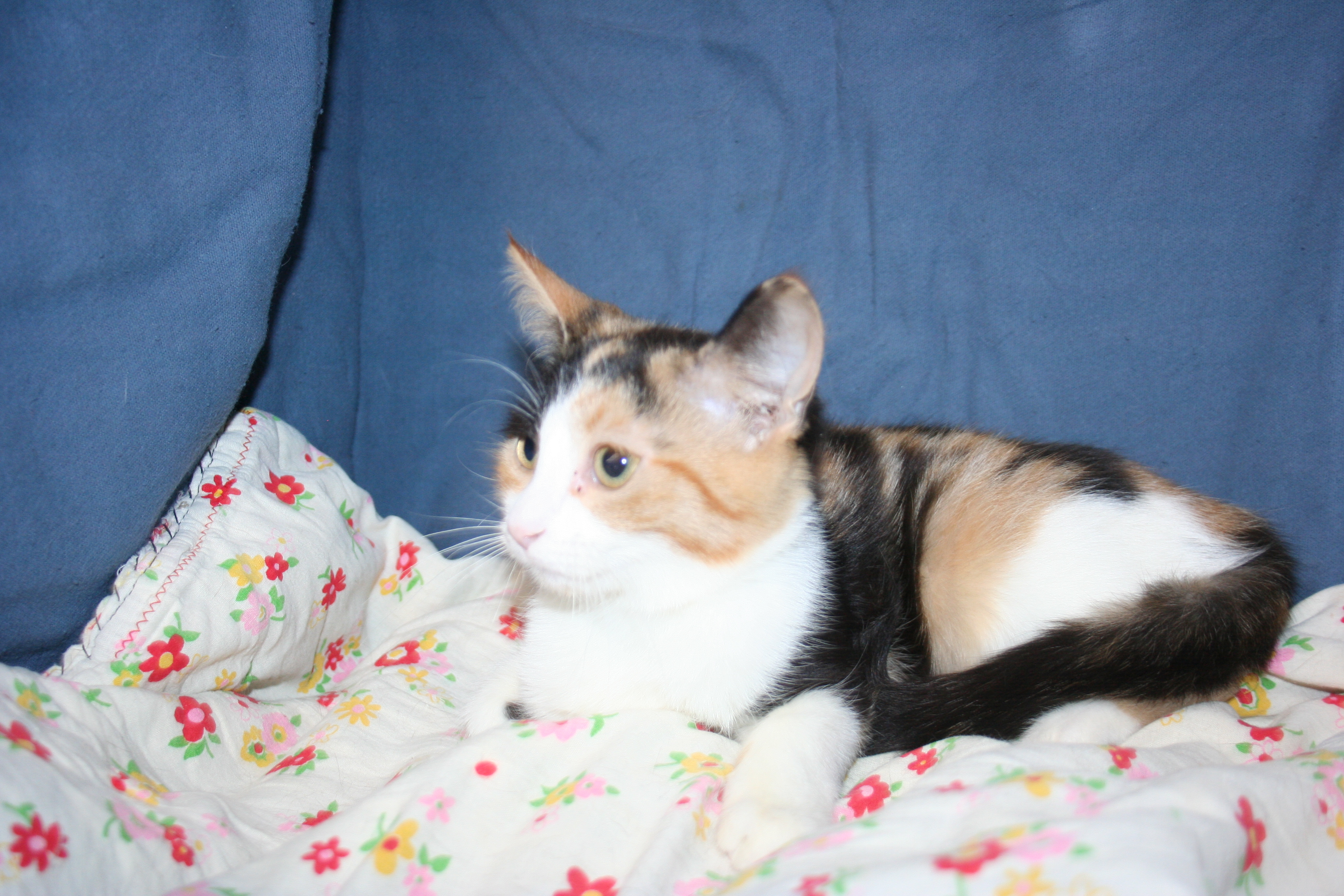 Cat for adoption Greer ADOPTION PENDING, a Calico & Domestic Short