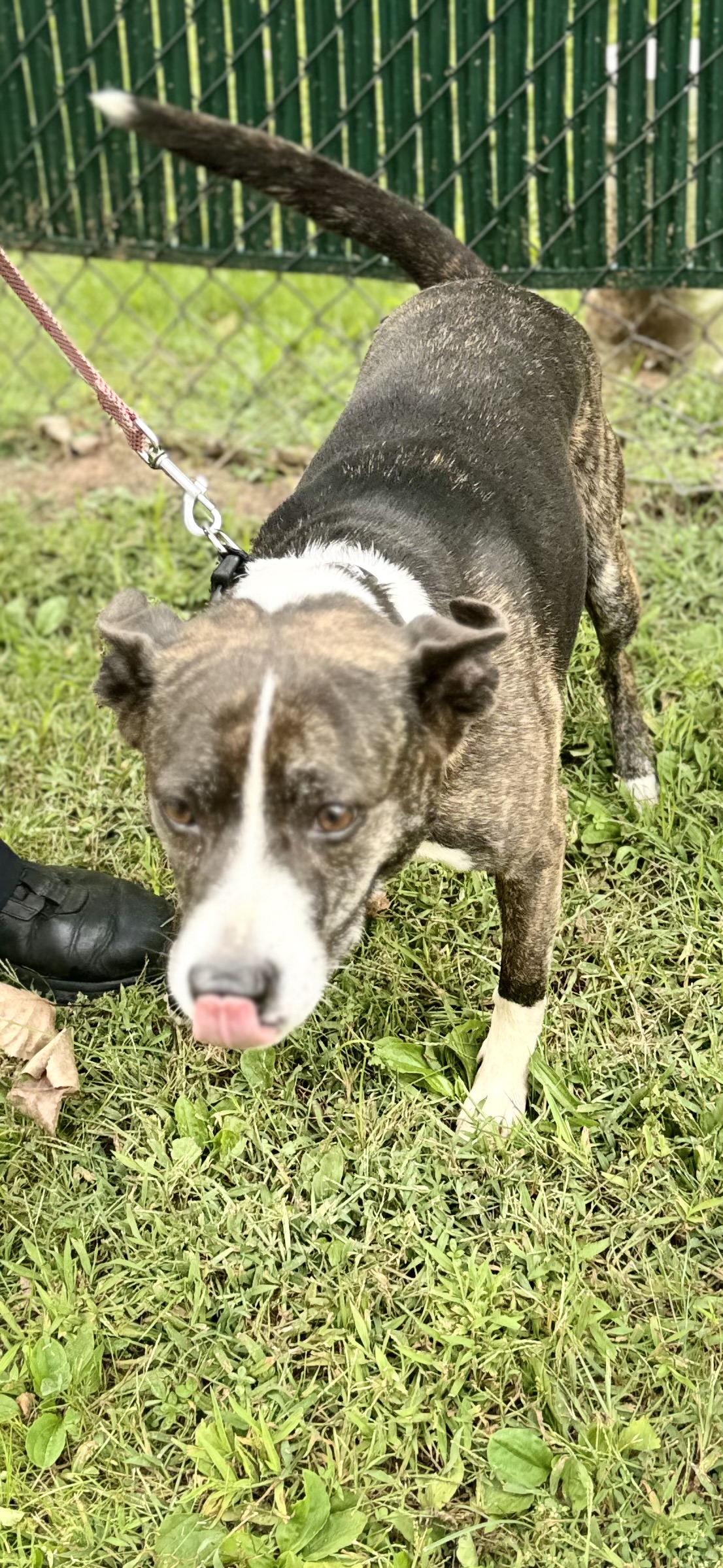 Star, Adopted, Adult Female Pit Bull Terrier & Labrador Retriever.
