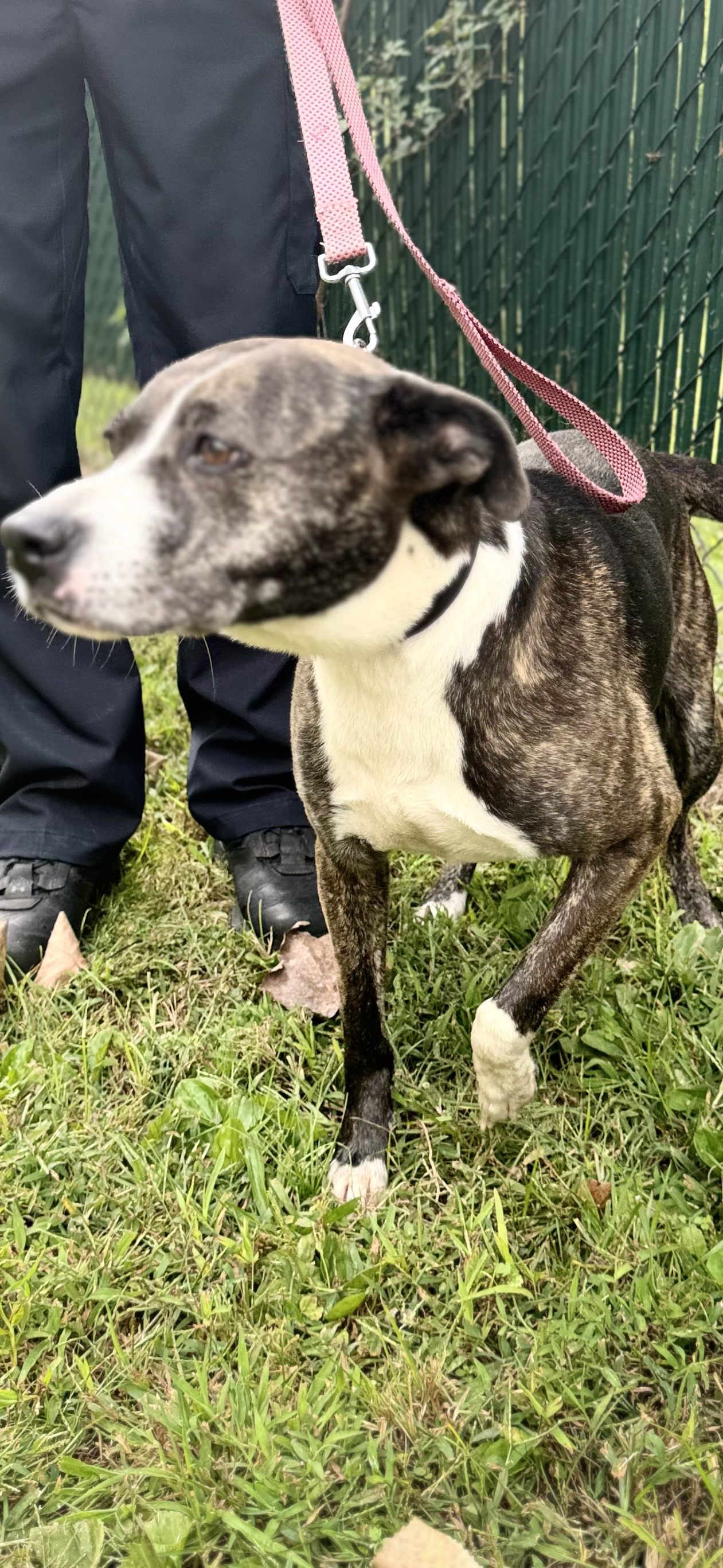 Enlarge Star, a Adopted mixed breed in North Haven, CT image 2/6