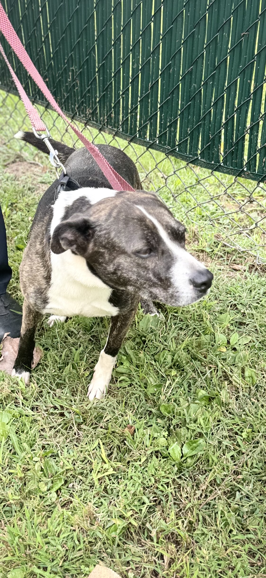 Enlarge Star, a Adopted mixed breed in North Haven, CT image 3/6