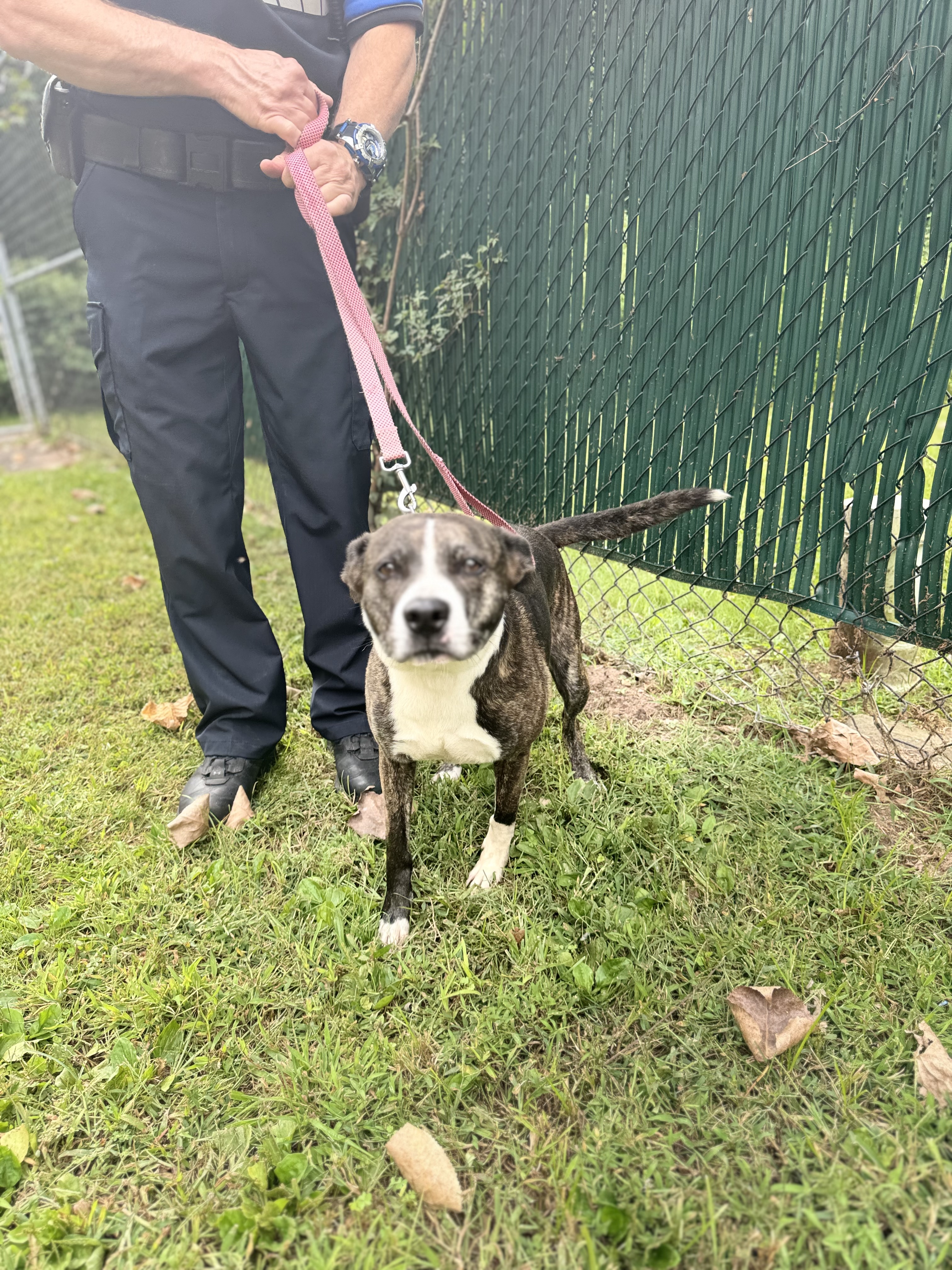 Enlarge Star, a Adopted mixed breed in North Haven, CT image 4/6