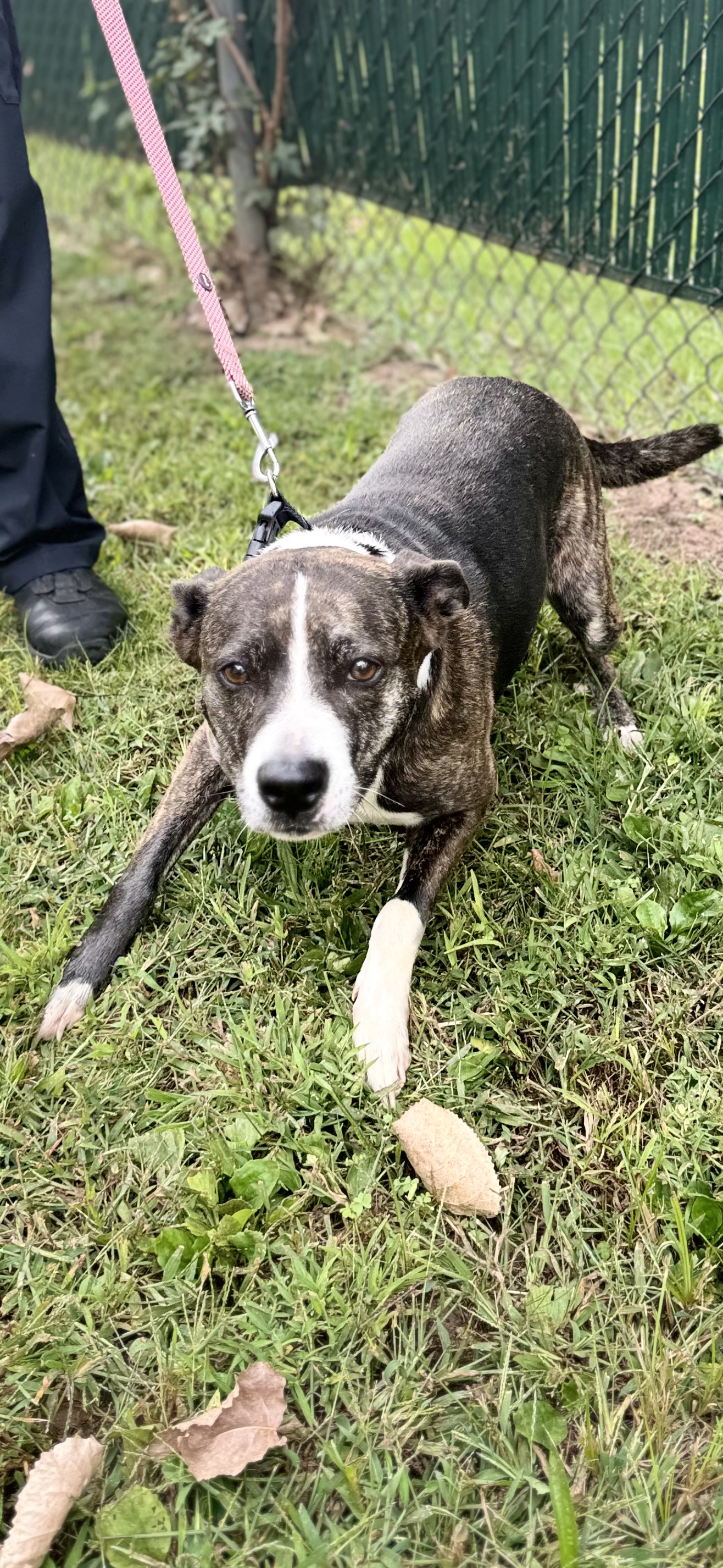 Enlarge Star, a Adopted mixed breed in North Haven, CT image 5/6