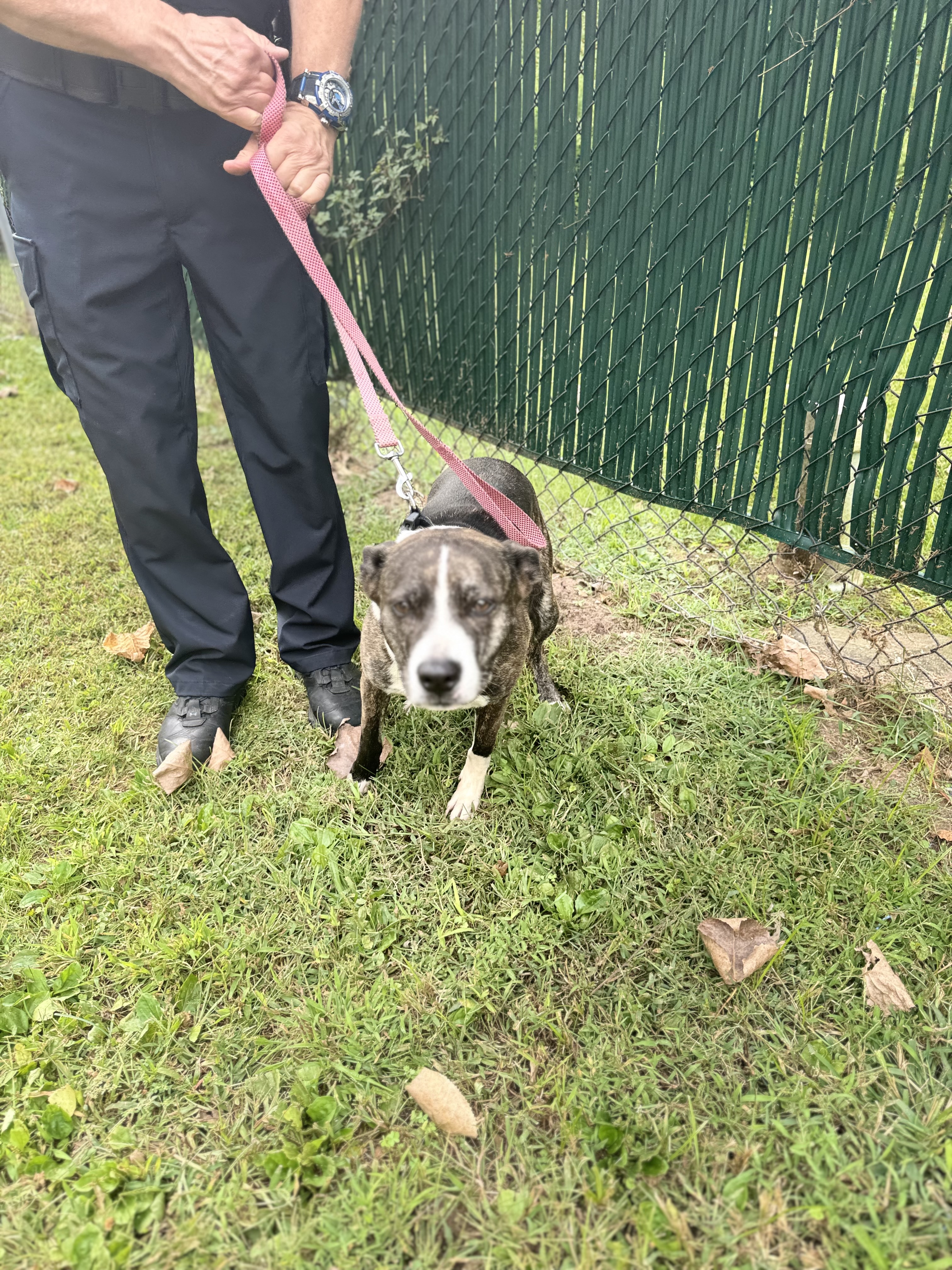 Enlarge Star, a Adopted mixed breed in North Haven, CT image 6/6