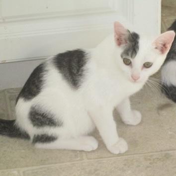 Fred, Adoptable, Kitten Male Domestic Short Hair.